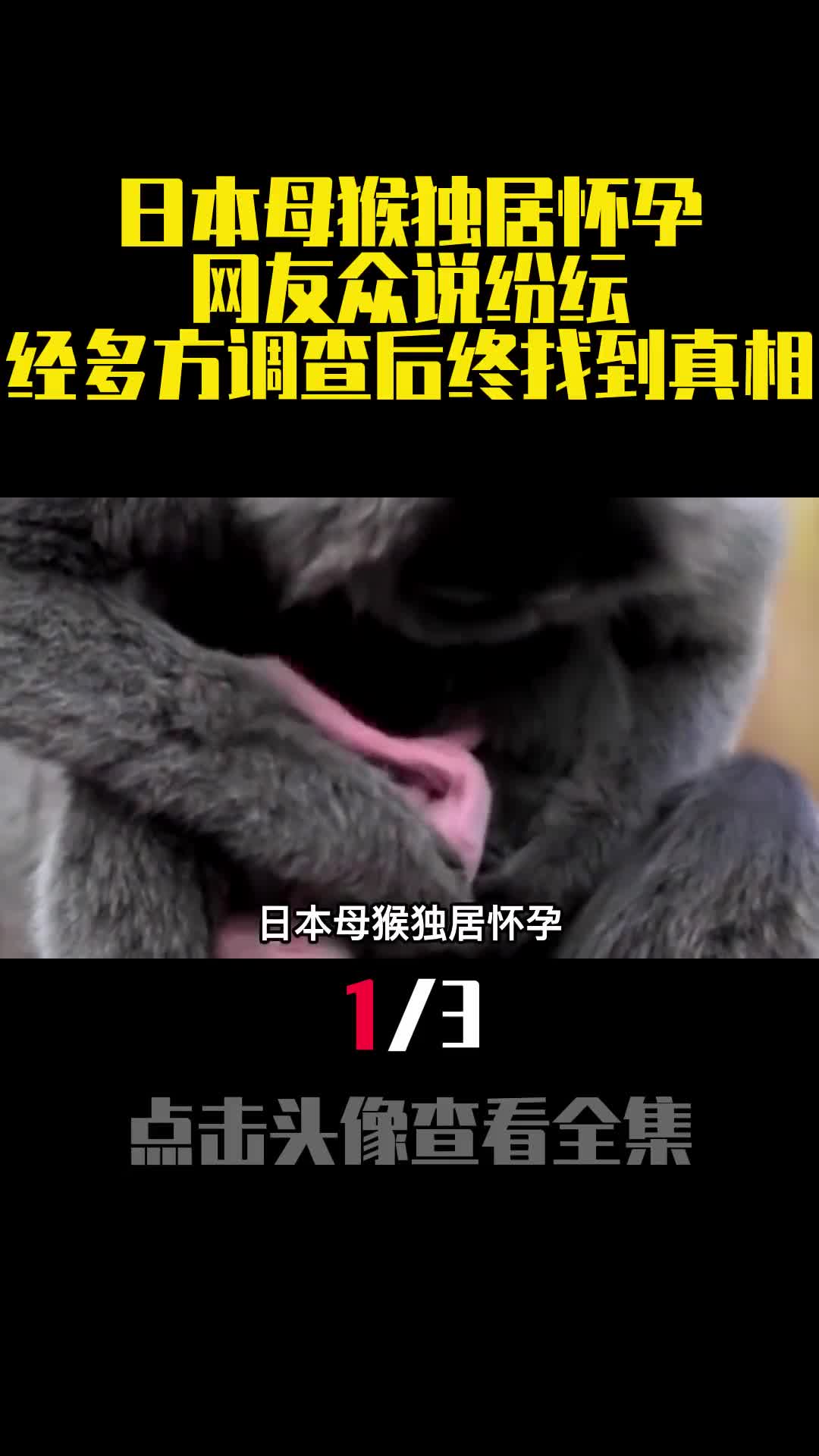 日本母猴独居怀孕网友众说纷纭经多方调查后终找到真相1