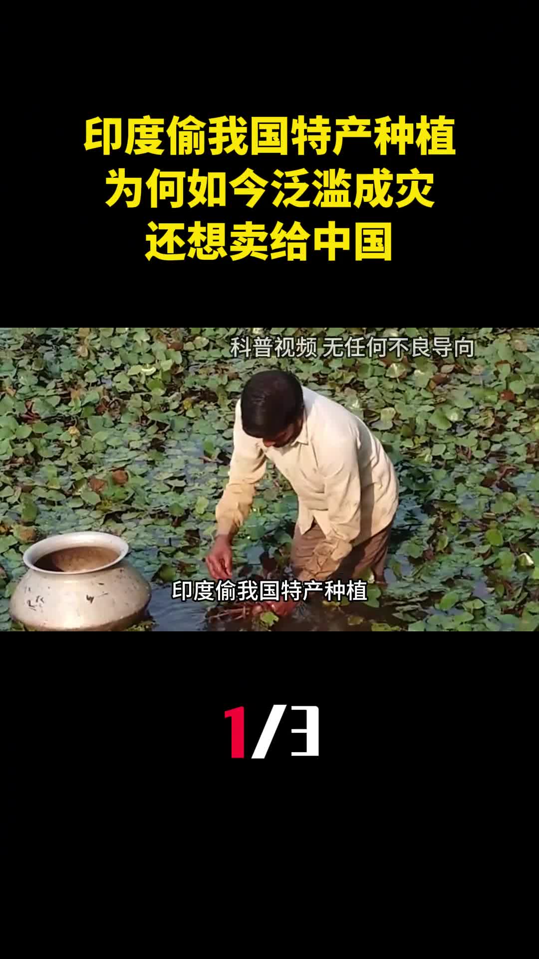 印度偷我国特产种植为何如今泛滥成灾还想卖给中国1