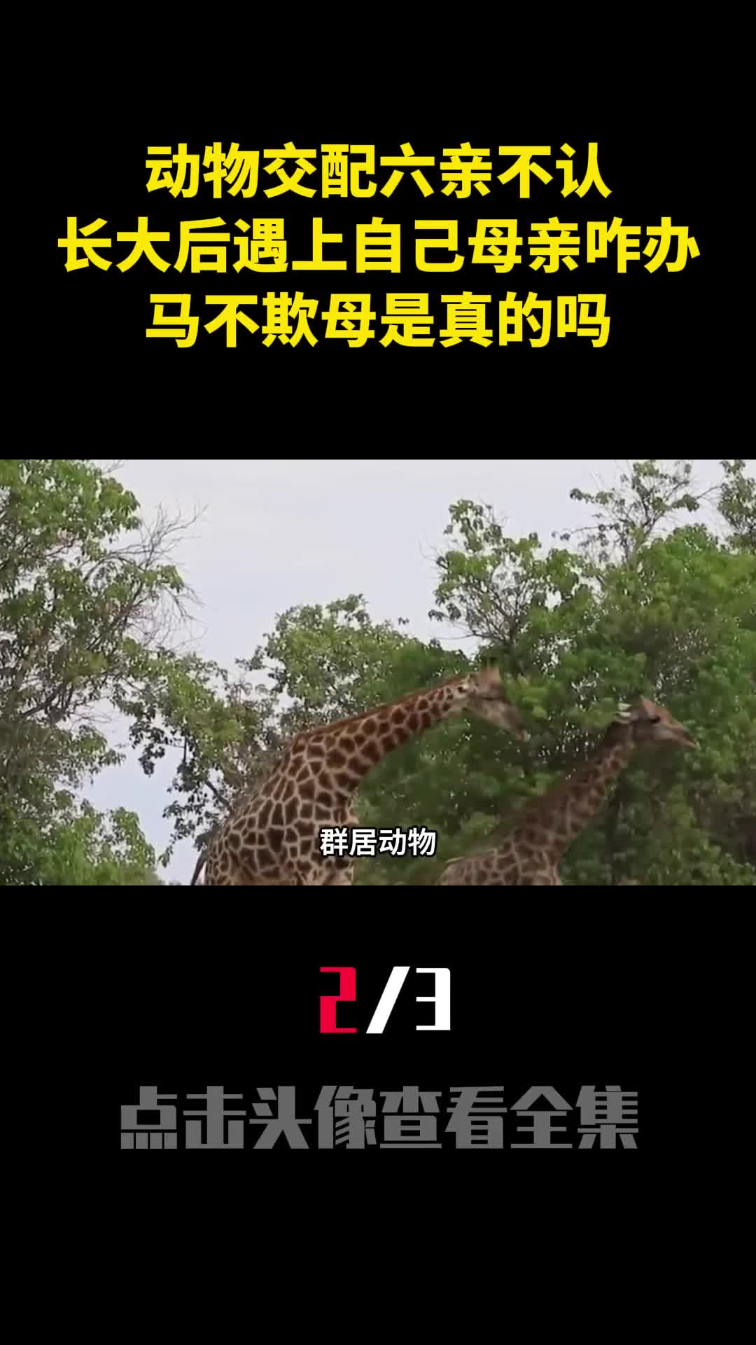 动物交配六亲不认长大后遇上自己母亲咋办马不欺母是真的吗2