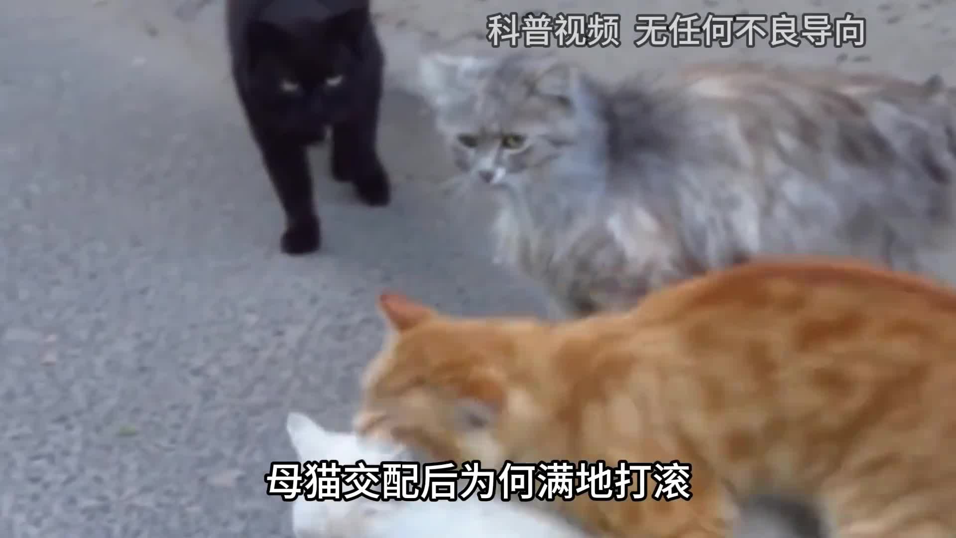母猫交配后为何满地打滚甚至转头攻击公猫原因让人心疼3