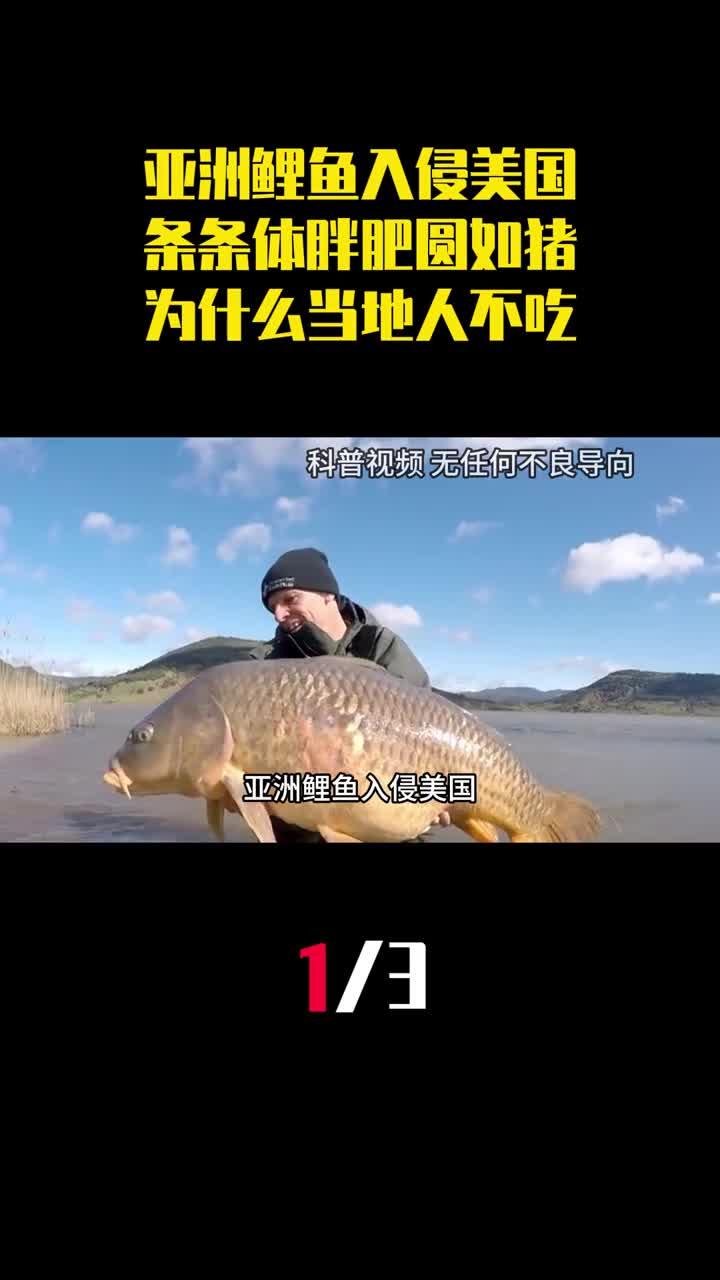 亚洲鲤鱼入侵美国条条体胖肥圆如猪为什么当地人不吃1