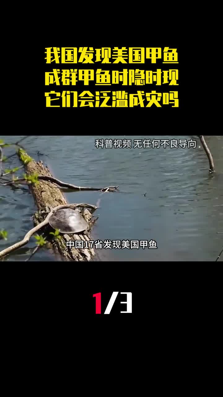 中国17省发现美国甲鱼成群甲鱼时隐时现它们会泛滥成灾吗1