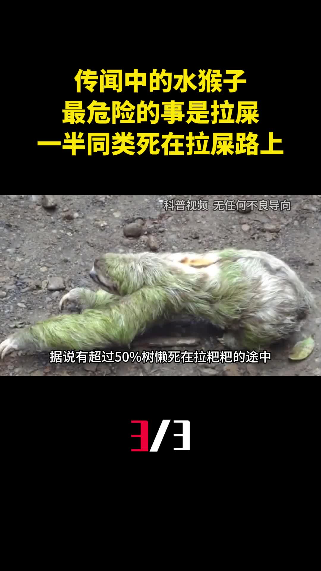 传闻中的水猴子最危险的事是拉屎一半同类死在拉屎路上3
