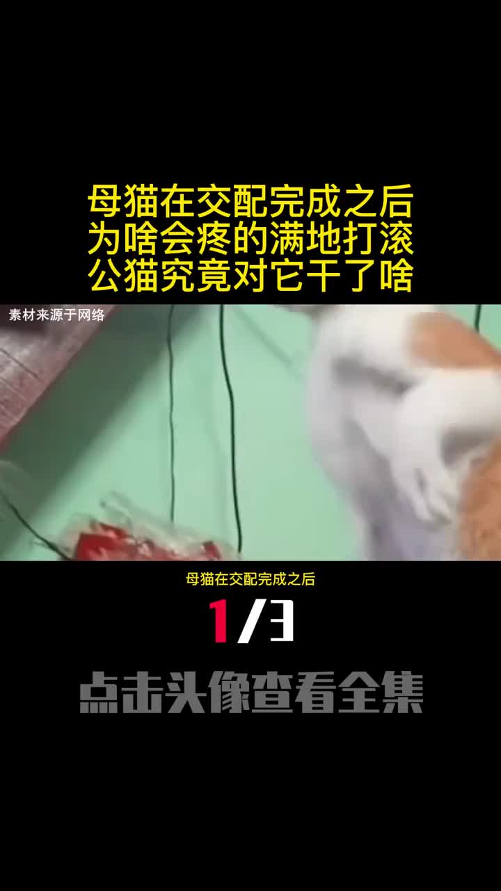 母猫在交配完成之后为啥会疼的满地打滚公猫究竟对它干了啥1