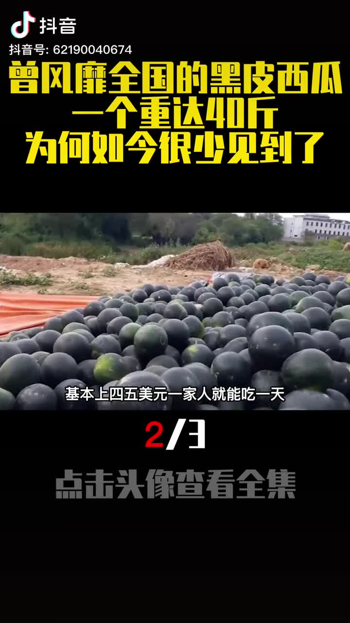 曾风靡全国的黑皮西瓜一个重达40斤为何如今很少见到了2