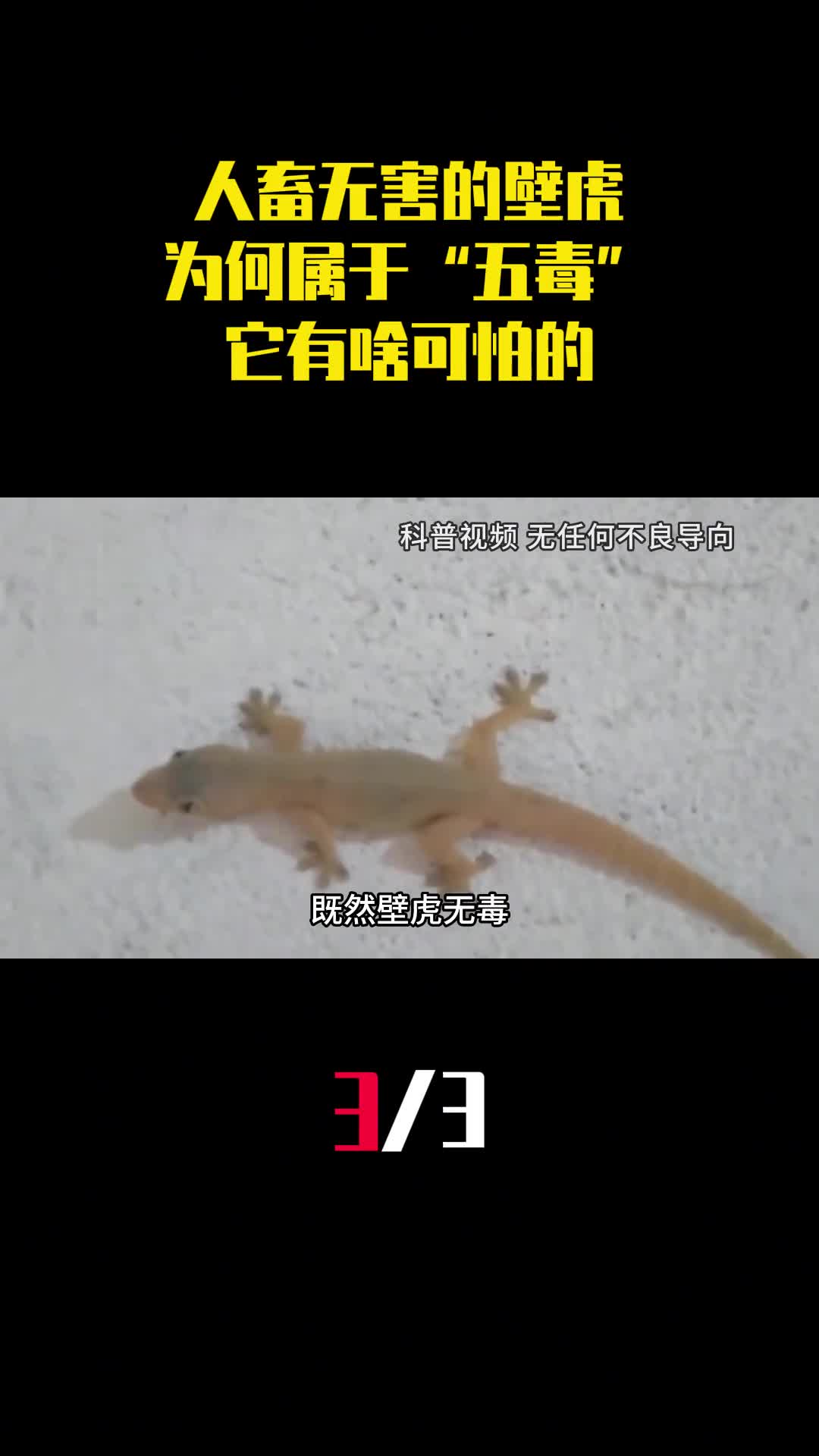 人畜无害的壁虎为何居于五毒之一它有啥可怕的3