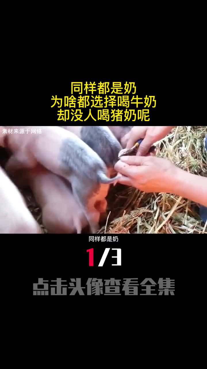 同样都是奶为啥都选择喝牛奶却没人喝猪奶呢1
