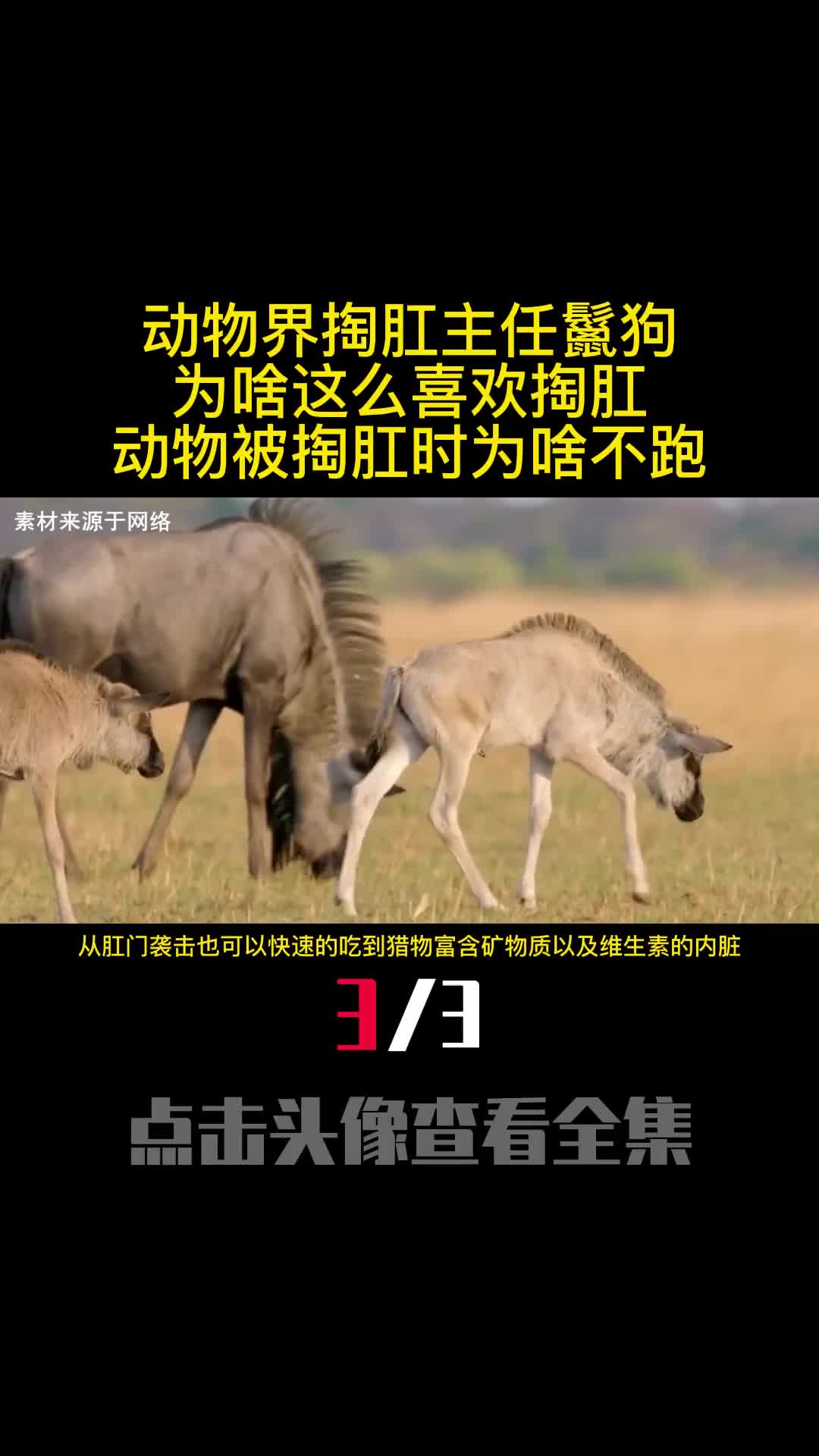 动物界掏肛主任鬣狗为啥这么喜欢掏肛动物被掏肛时为啥不跑3