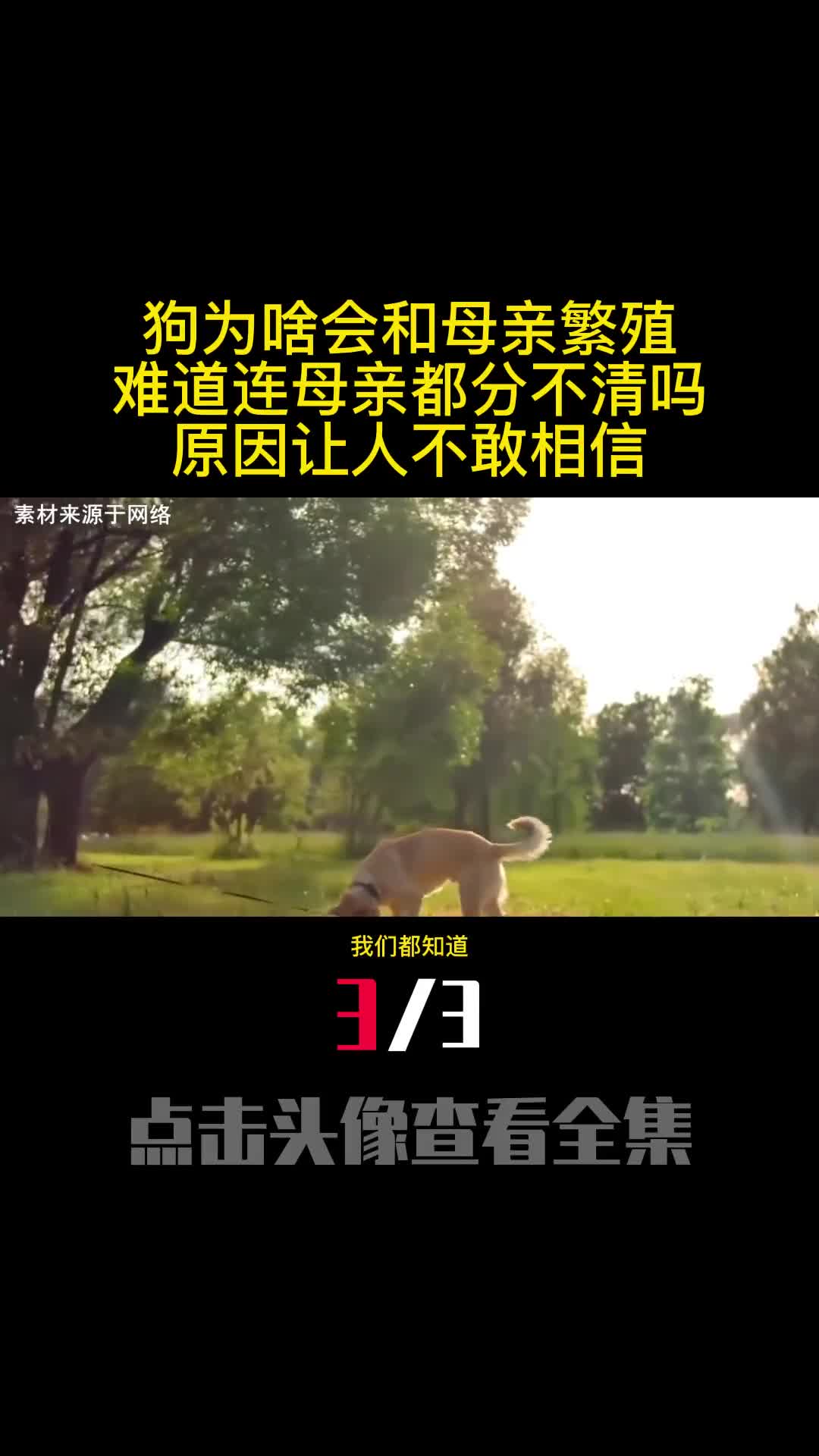 狗为啥会和母亲繁殖难道连母亲都分不清吗原因让人不敢相信3