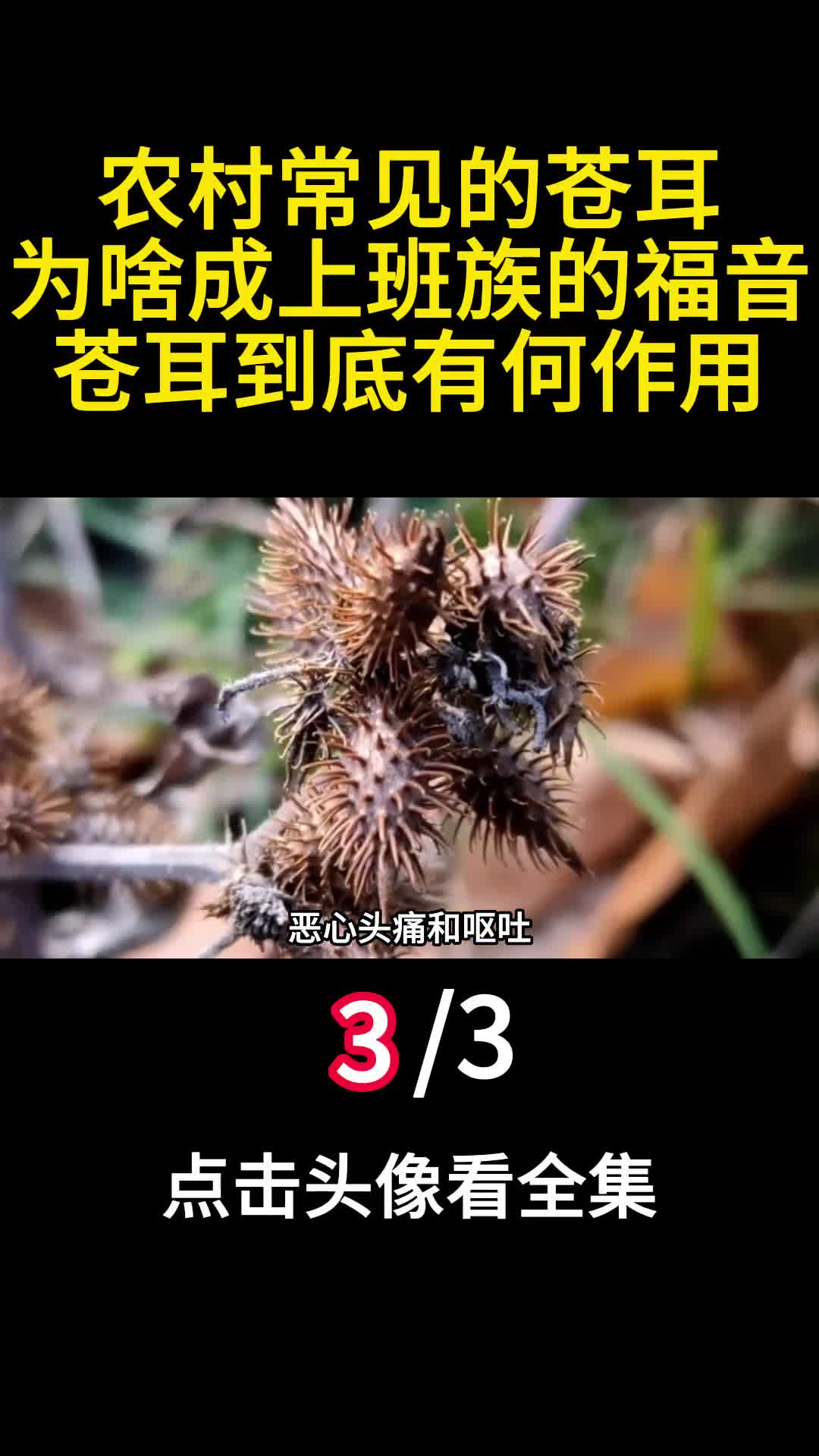农村常见的苍耳为啥成上班族的福音苍耳到底有何作用3