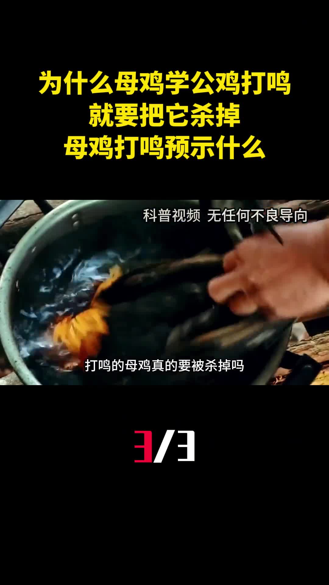 为什么母鸡学公鸡打鸣就要把它杀掉母鸡打鸣预示什么3