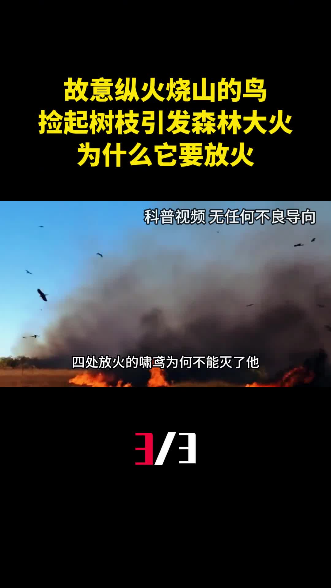 故意纵火烧山的鸟捡起树枝引发森林大火为什么它要放火3