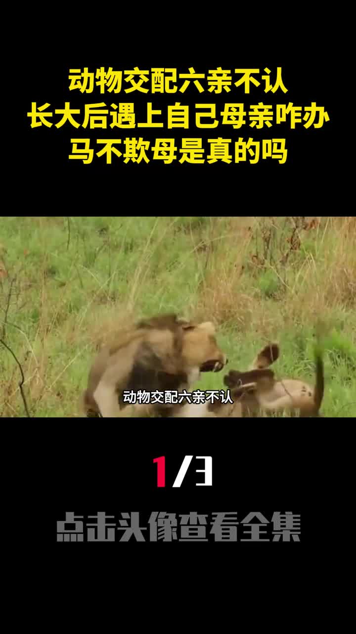 动物交配六亲不认长大后遇上自己母亲咋办马不欺母是真的吗1