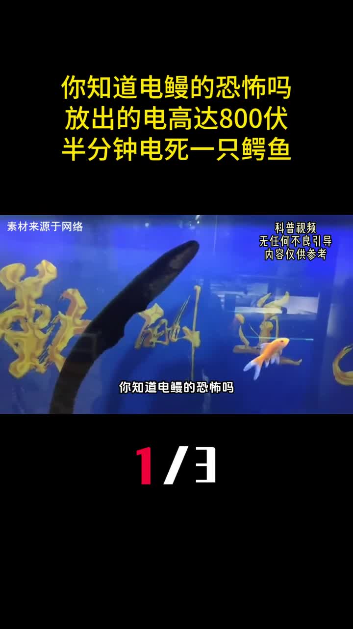 你知道电鳗的恐怖吗放的电高达800伏半分钟电死一只鳄鱼1