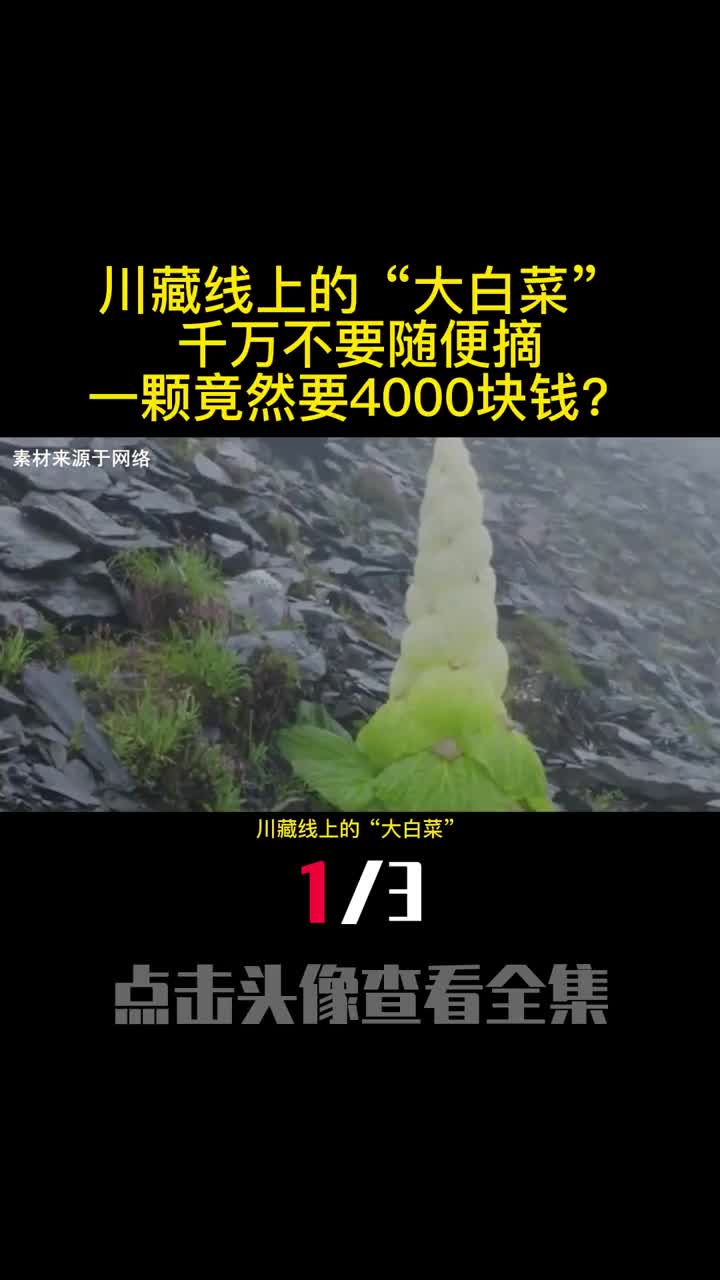 川藏线上的大白菜千万不要随便摘一颗竟然要4000块钱1