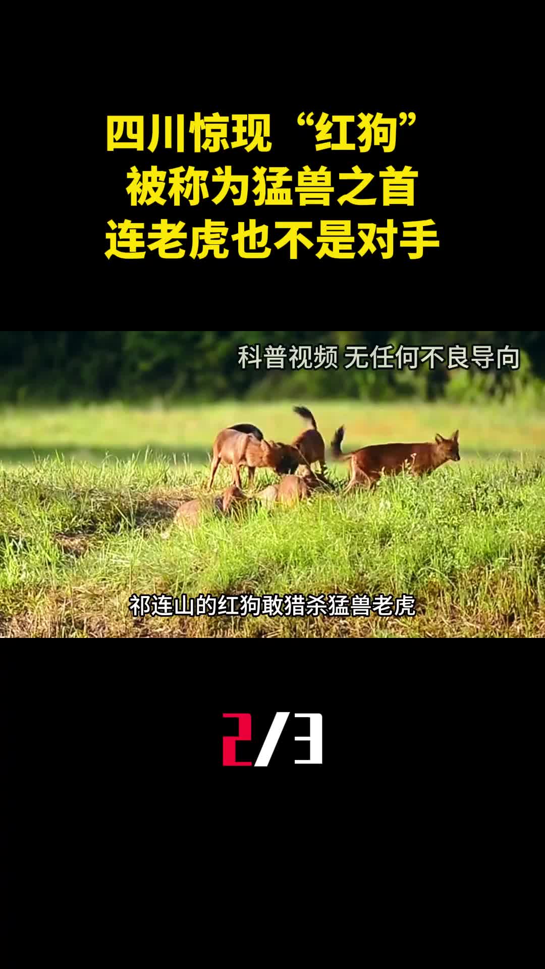 四川祁连山惊现红狗被称为猛兽之首连老虎也不是对手2