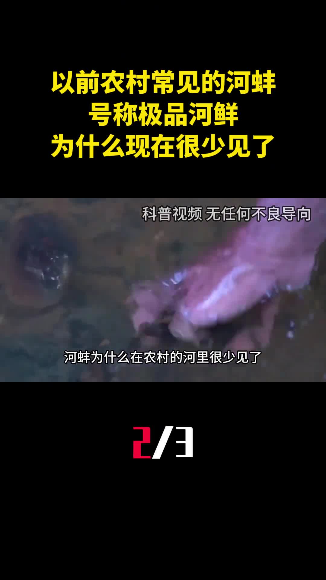 以前农村常见的河蚌号称极品河鲜为什么现在很少见了2