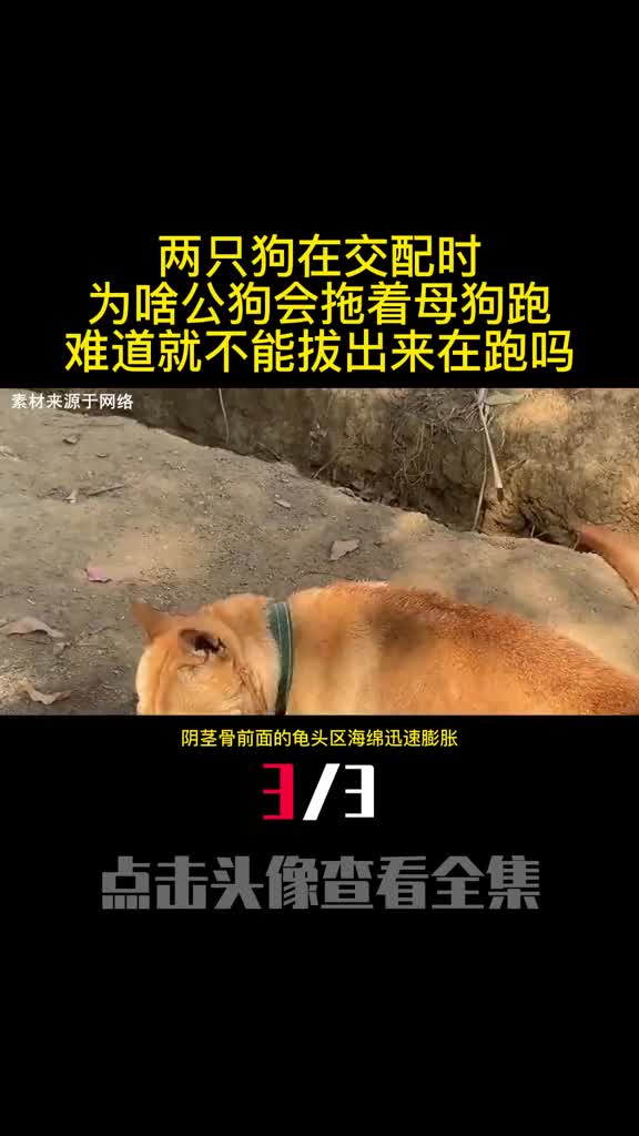 两只狗在交配时为啥公狗会拖着母狗跑难道就不能拔出来在跑吗3