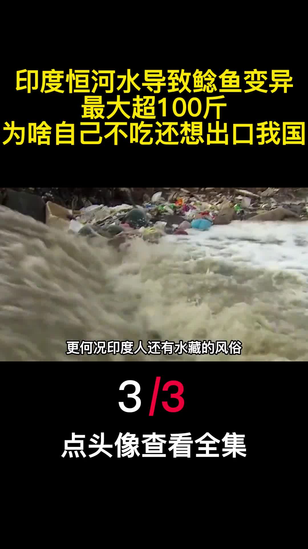 印度恒河水导致鲶鱼变异最大超100斤为啥自己不吃还出口我国3