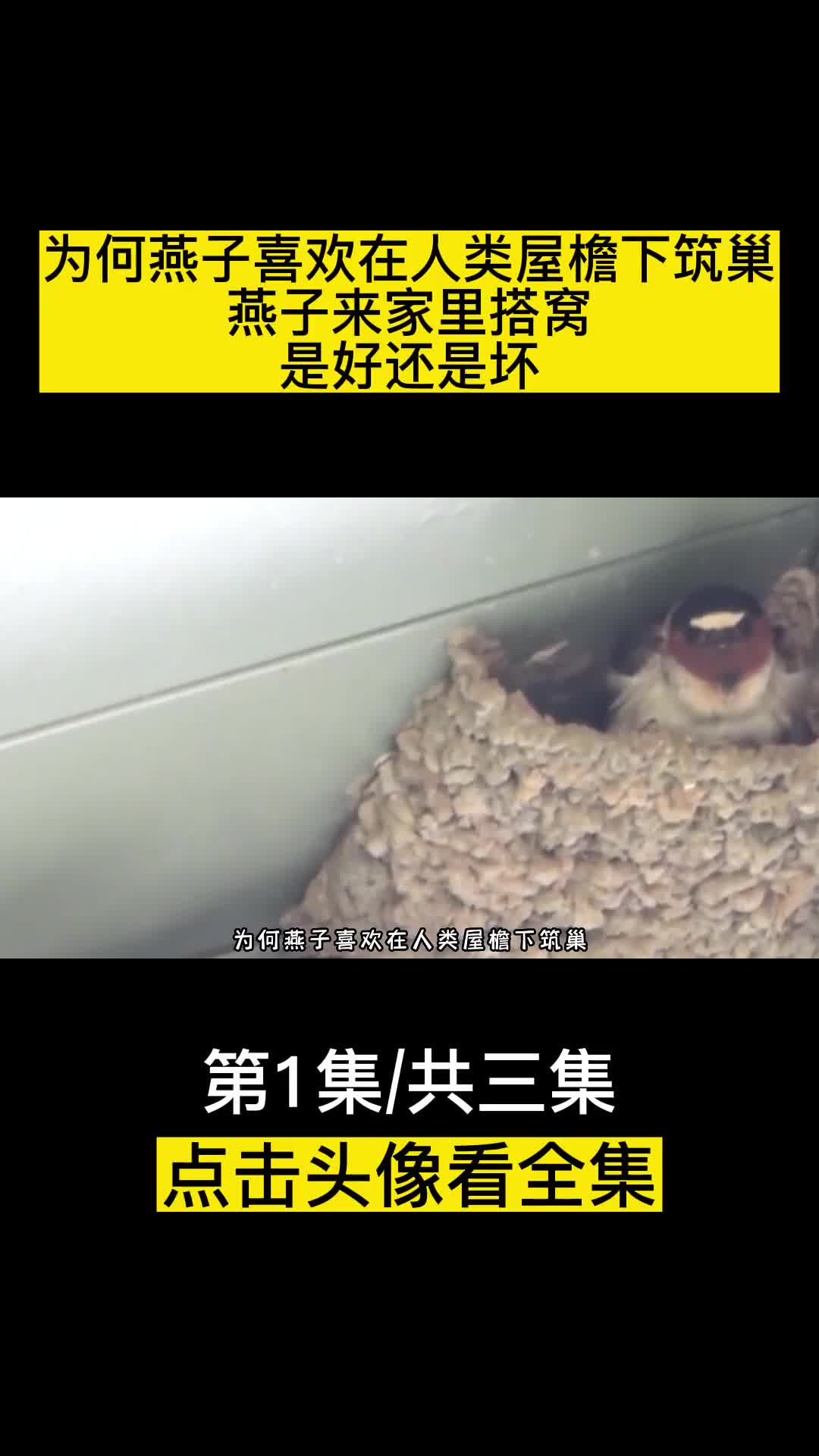 为何燕子喜欢在人类屋檐下筑巢燕子来家里搭窝是好还是坏