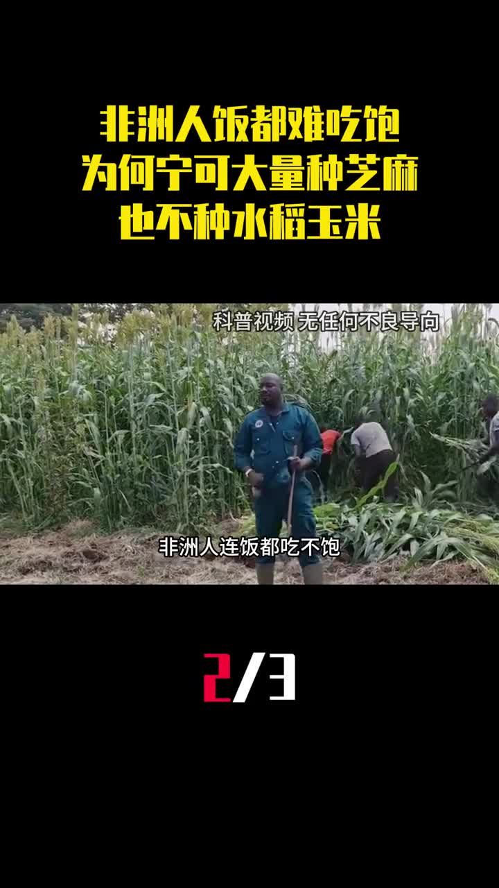 非洲人饭都难吃饱为什么宁可大量种芝麻也不种水稻玉米2