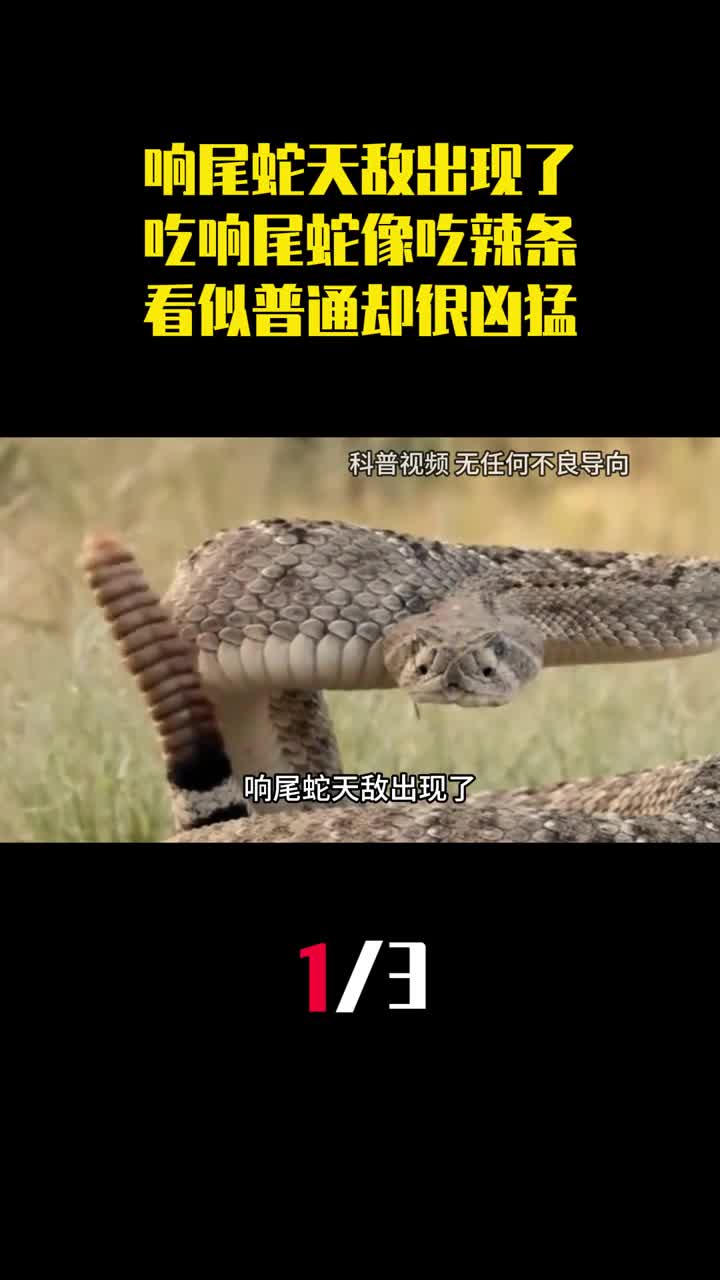响尾蛇天敌出现了吃响尾蛇像吃辣条走鹃看似普通却很凶猛1