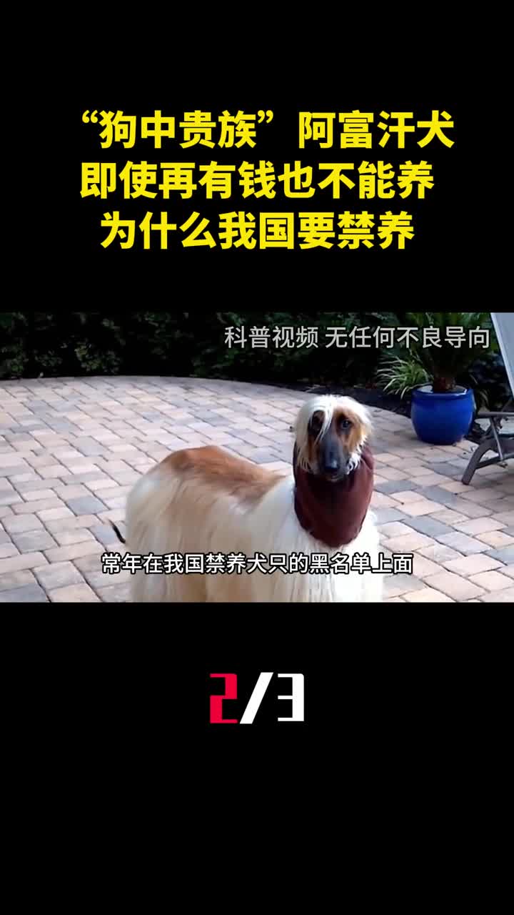 狗中贵族阿富汗犬即使再有钱也不能养为什么我国要禁养2