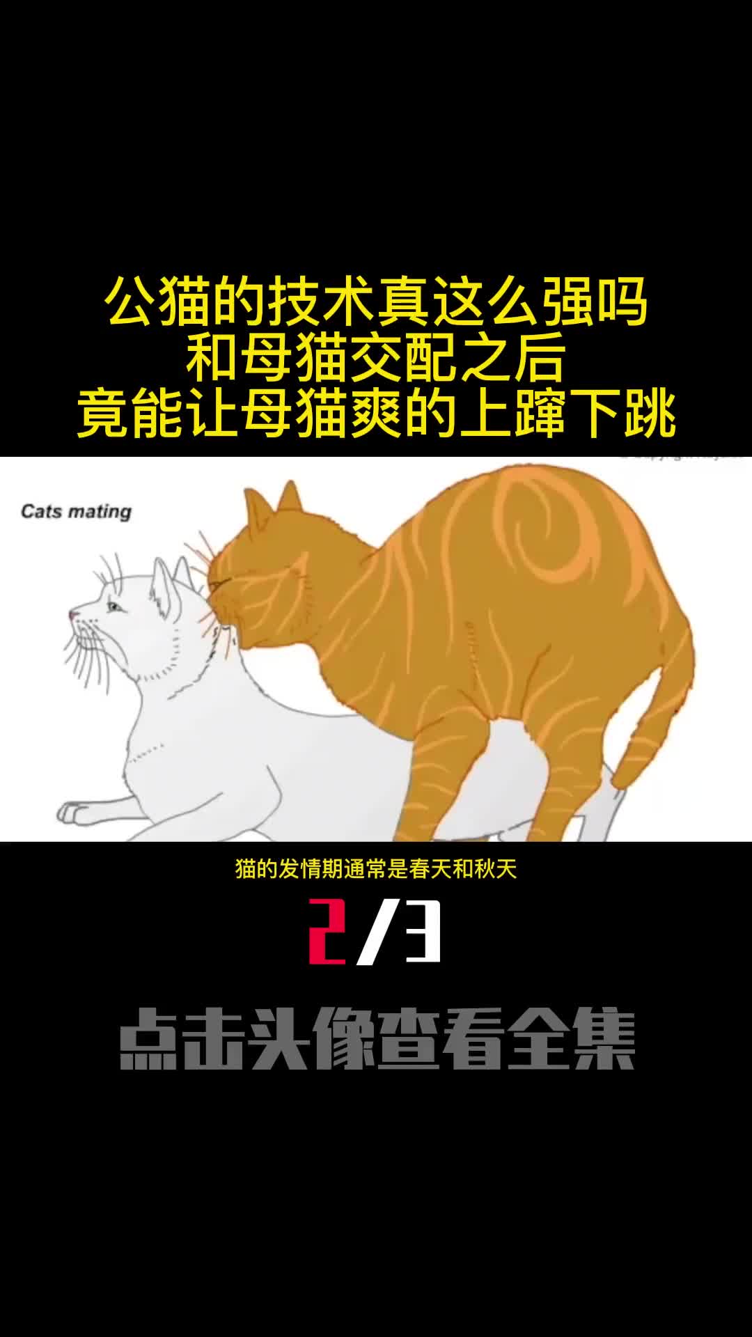 公猫的技术真这么强吗和母猫交配之后竟能让母猫爽的上蹿下跳2