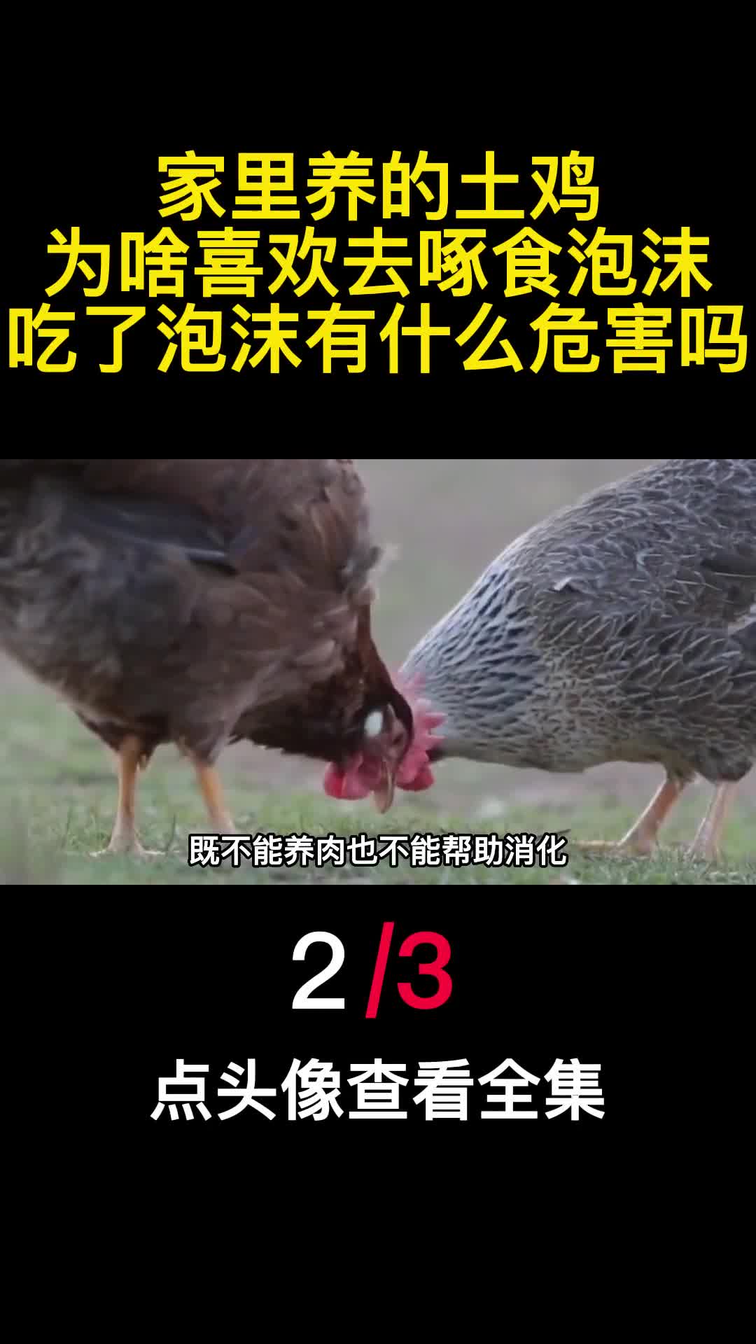 家里养的土鸡为啥喜欢去啄食泡沫吃了泡沫有什么危害吗3