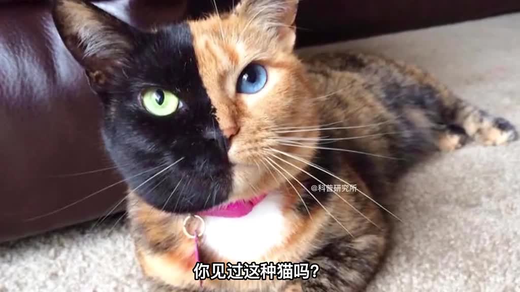 注意了这种龙虾不要吃三