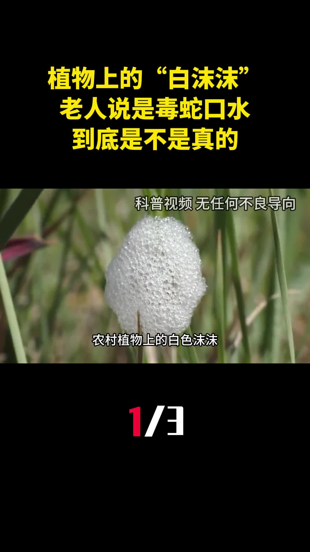 农村植物上的白色沫沫老人说是毒蛇口水到底是不是真的1