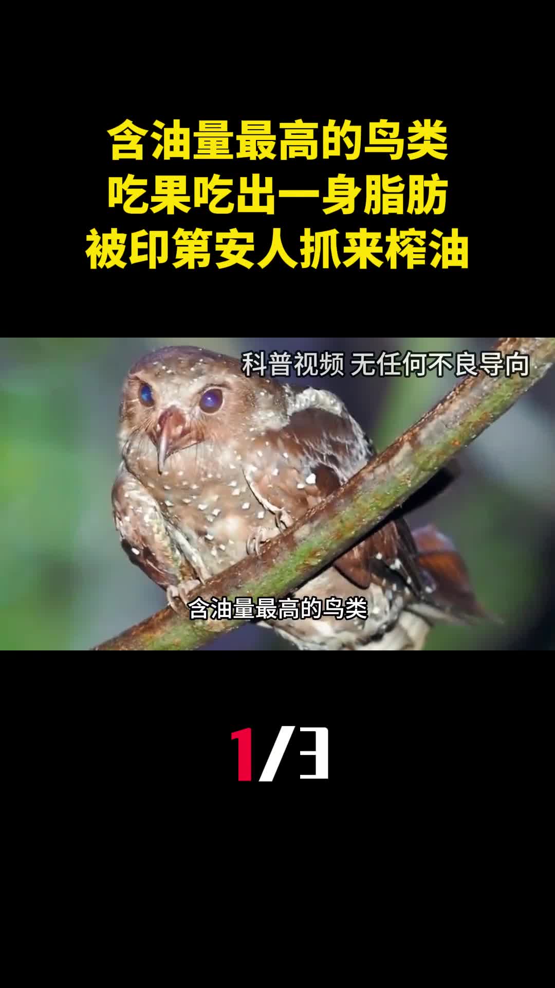 含油量最高的鸟类吃果吃出一身脂肪被印第安人抓来榨油1