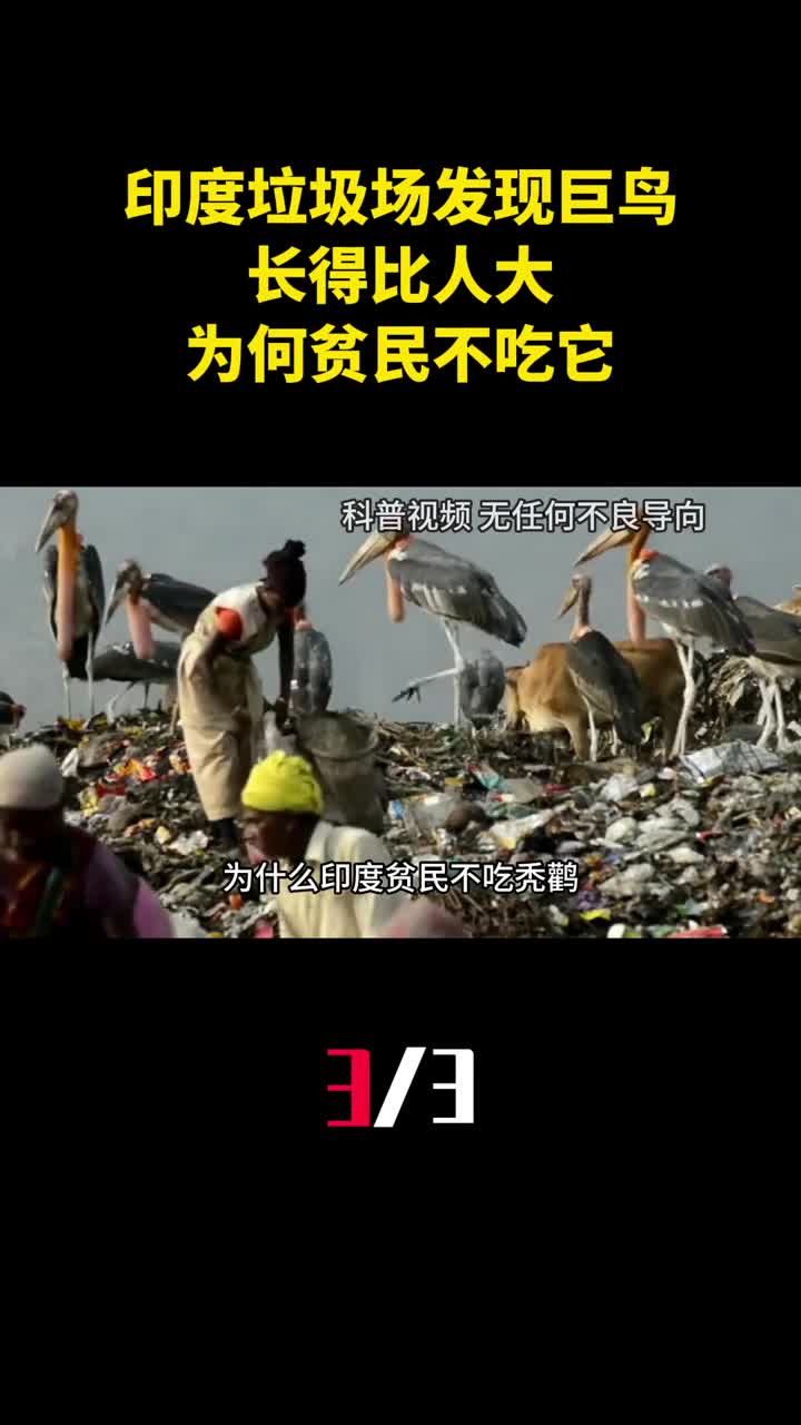 印度垃圾场发现巨鸟长得比人大为何贫民宁愿捡垃圾也不吃它3
