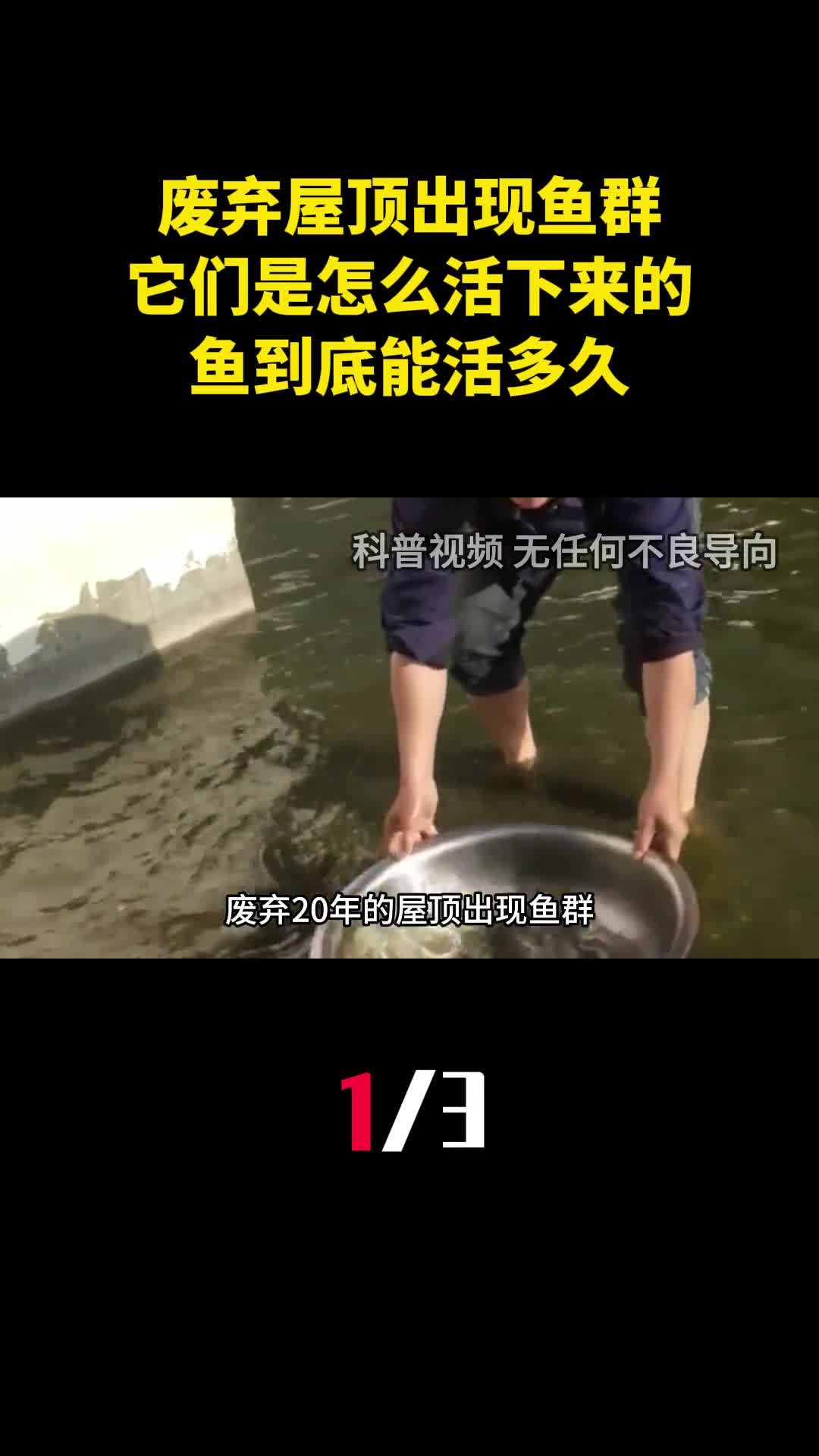 废弃20年的屋顶出现鱼群它们是怎么活下来的鱼到底能活多久1