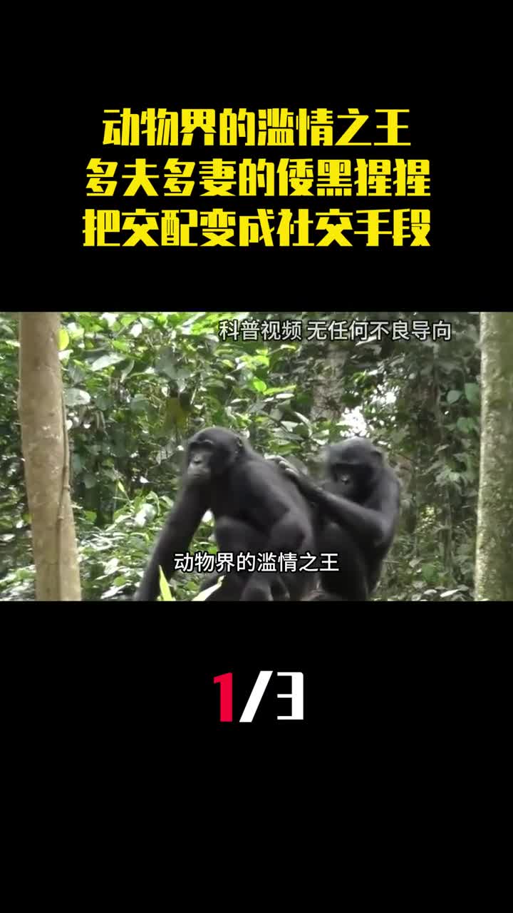 动物界的滥情之王多夫多妻制的倭黑猩猩把交配变成社交手段1