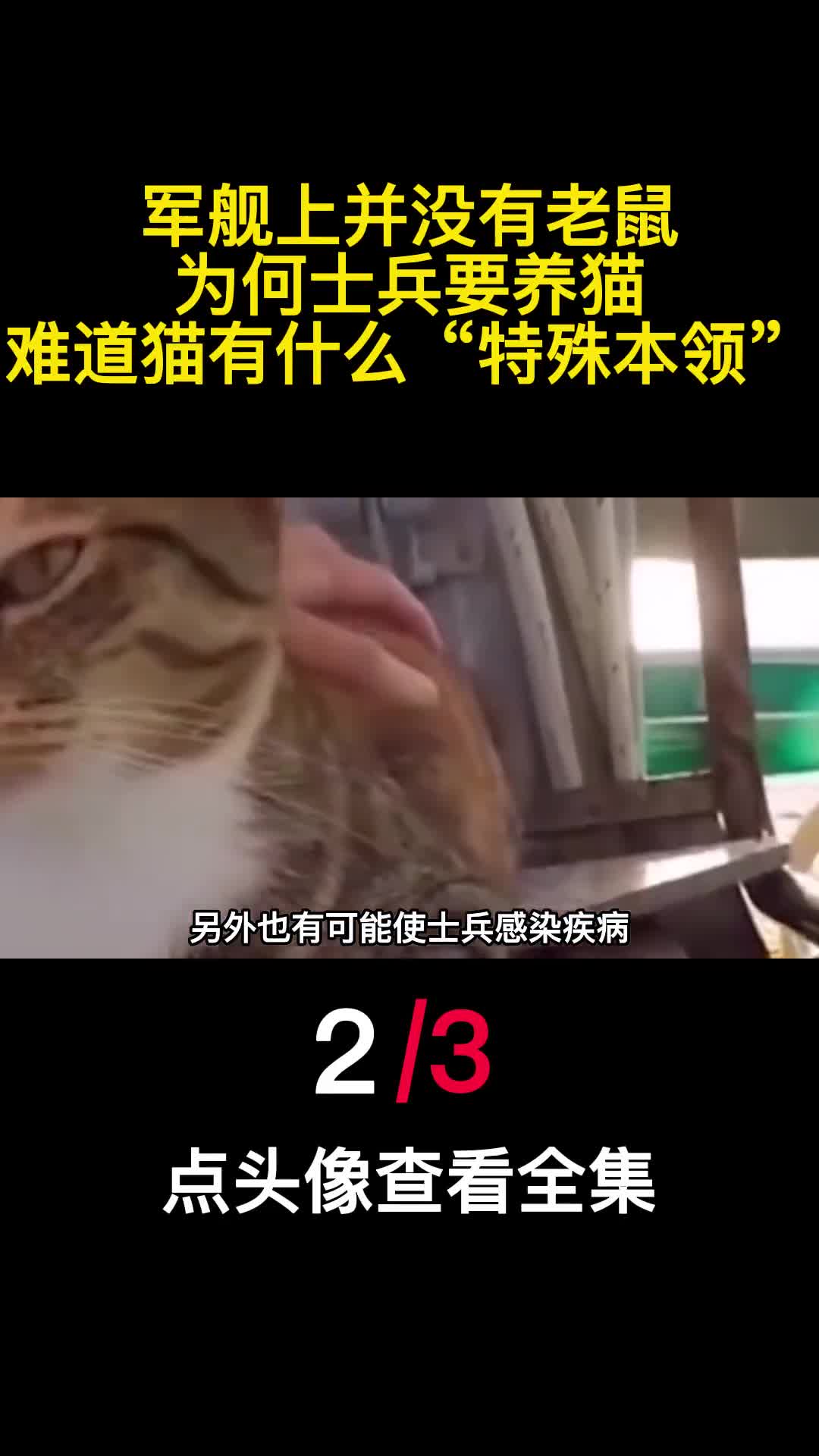 军舰上并没有老鼠为何士兵要养猫难道猫有什么特殊本领2