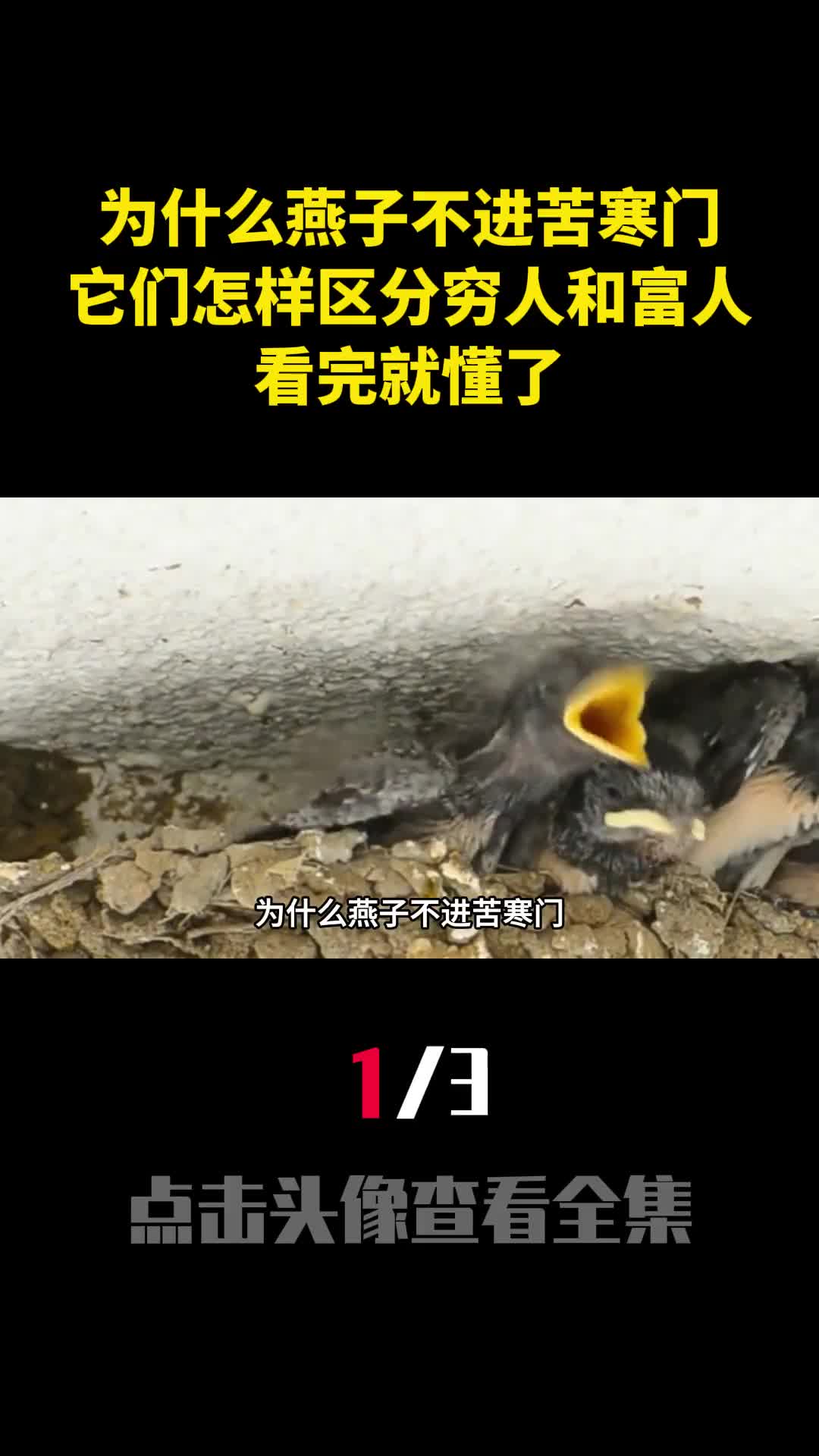 为什么燕子不进苦寒门它们怎样区分穷人和富人看完就懂了1