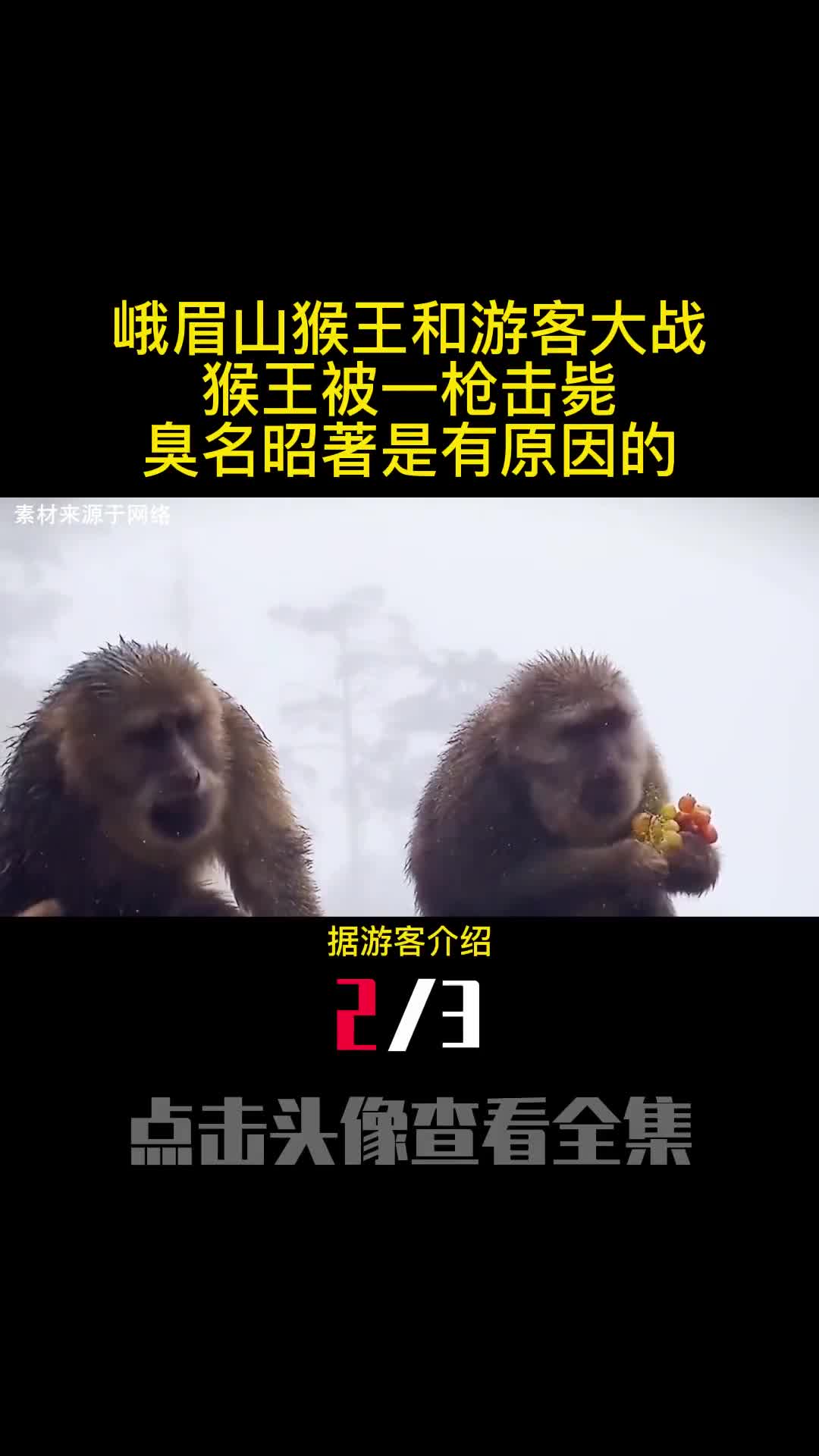 峨眉山猴王和游客大战猴王被一枪击毙臭名昭著是有原因的2