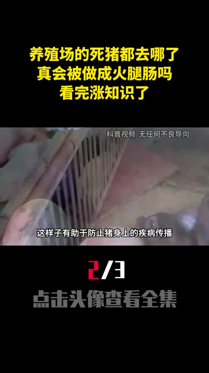 养殖场的死猪最后都去哪了真会被做成火腿肠吗看完涨知识了2