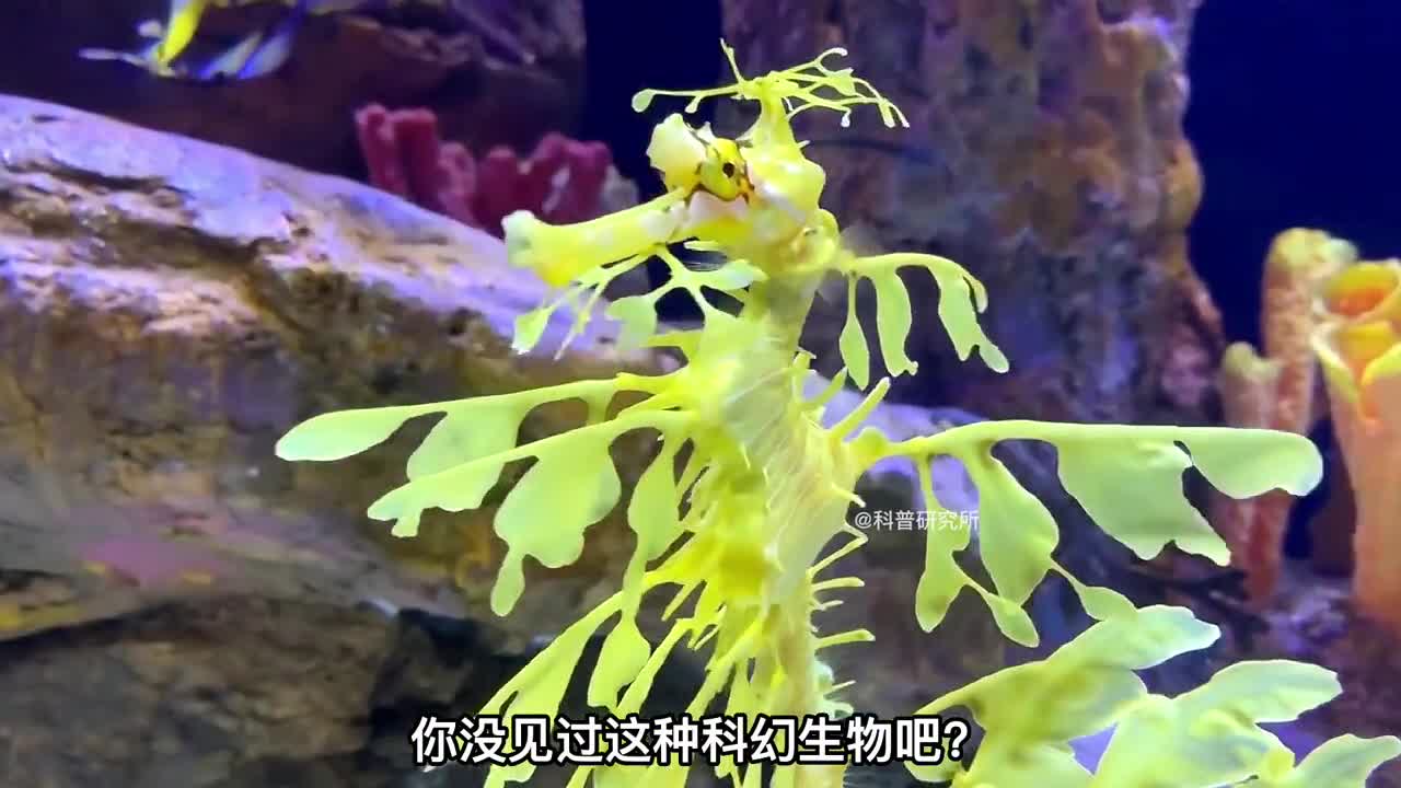 真实存在的奇怪生物最后一个没几个人见过三
