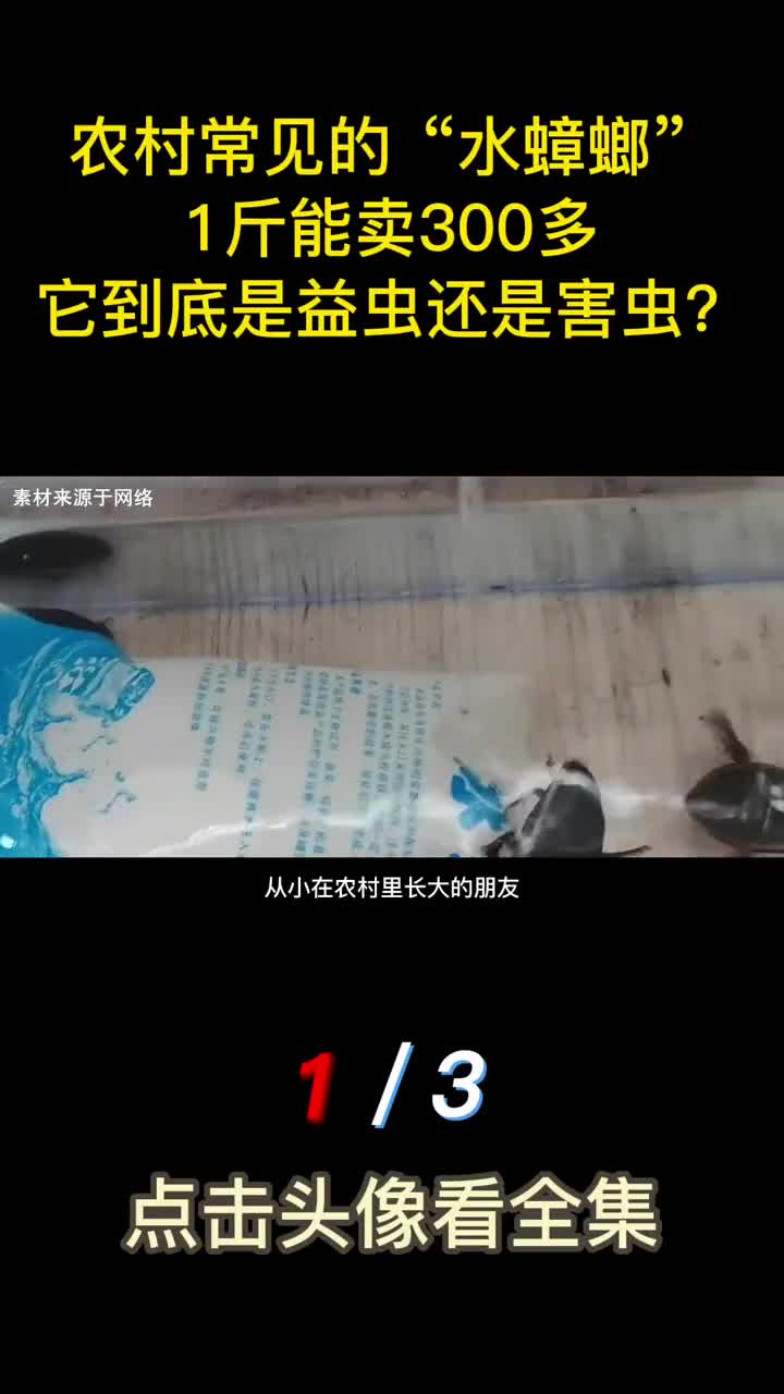农村常见的水蟑螂1斤能卖300多它到底是益虫还是害虫