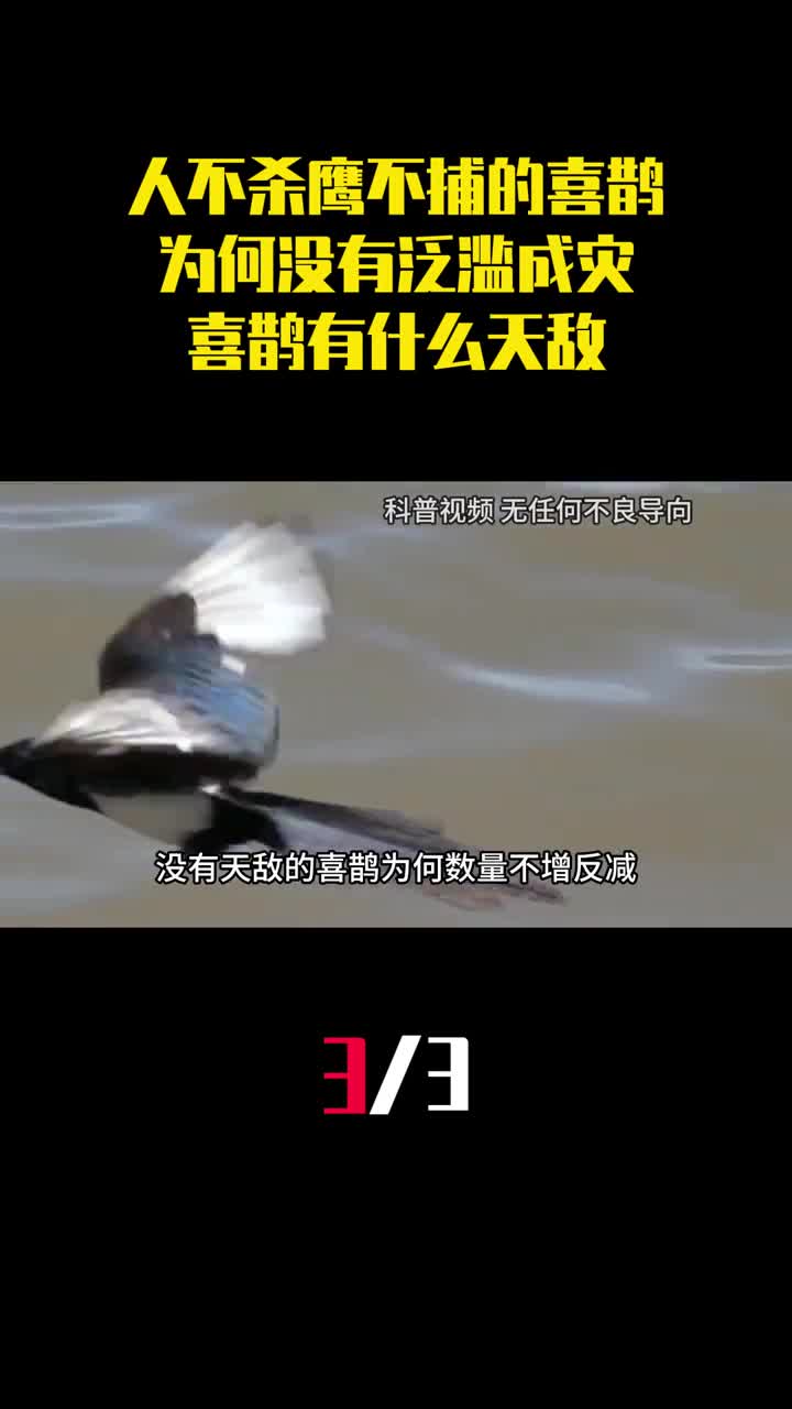人不杀鹰不捕的喜鹊为何没有泛滥成灾喜鹊有什么天敌3