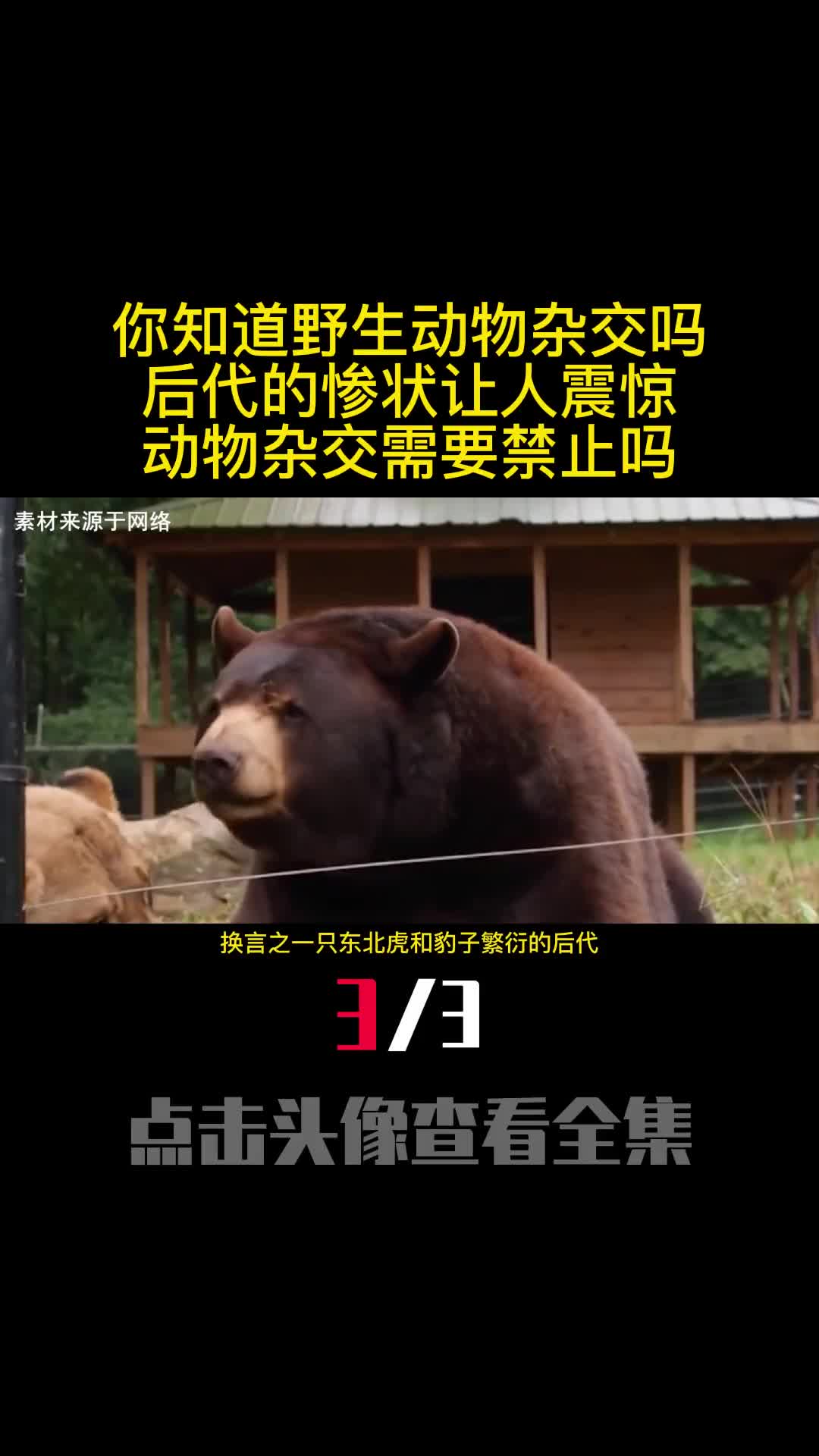 你知道野生动物杂交吗后代的惨状让人震惊动物杂交需要禁止吗3