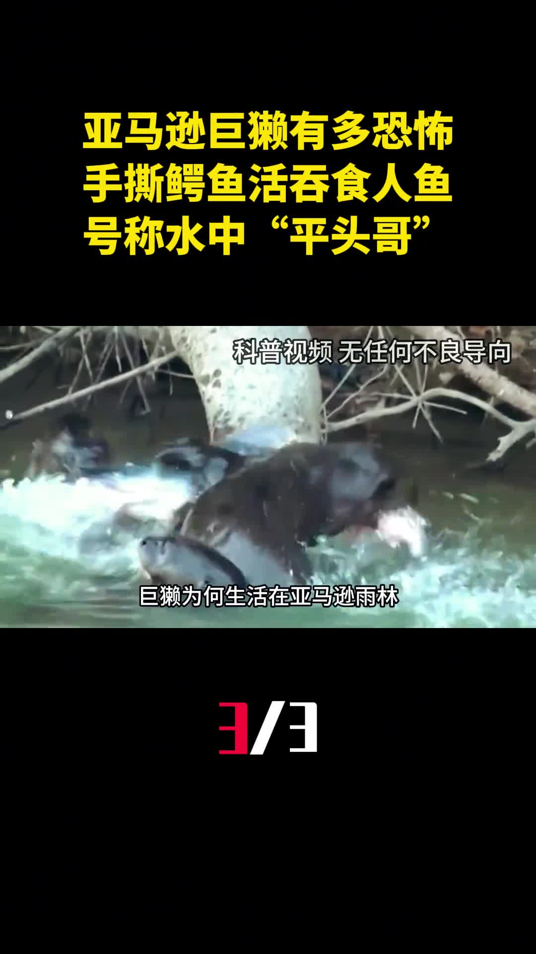 亚马逊巨獭有多恐怖手撕鳄鱼活吞食人鱼号称水中平头哥3