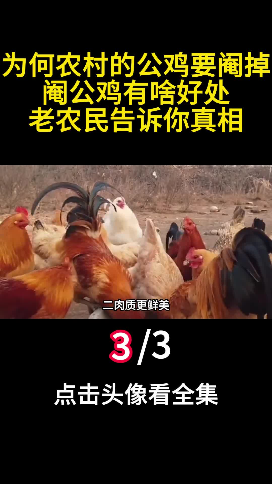 为何农村的公鸡要阉掉阉公鸡有啥好处老农民告诉你真相3