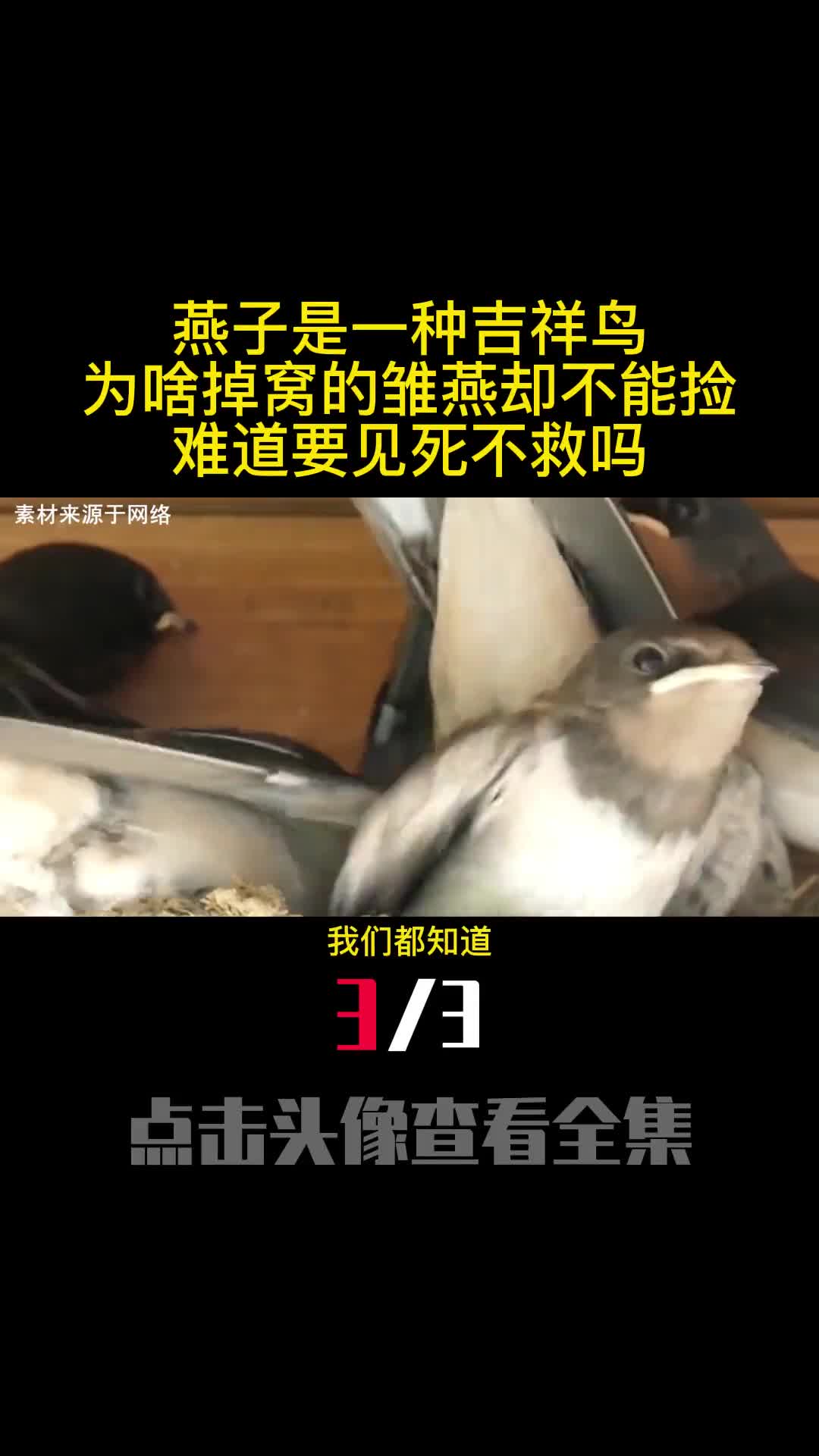 燕子是一种吉祥鸟为啥掉窝的雏燕却不能捡难道要见死不救吗3