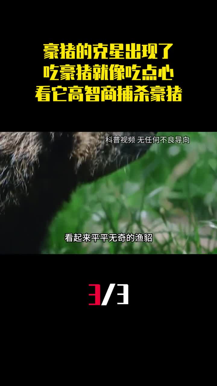 豪猪的克星出现了吃豪猪就像吃点心看它如何高智商捕杀豪猪3