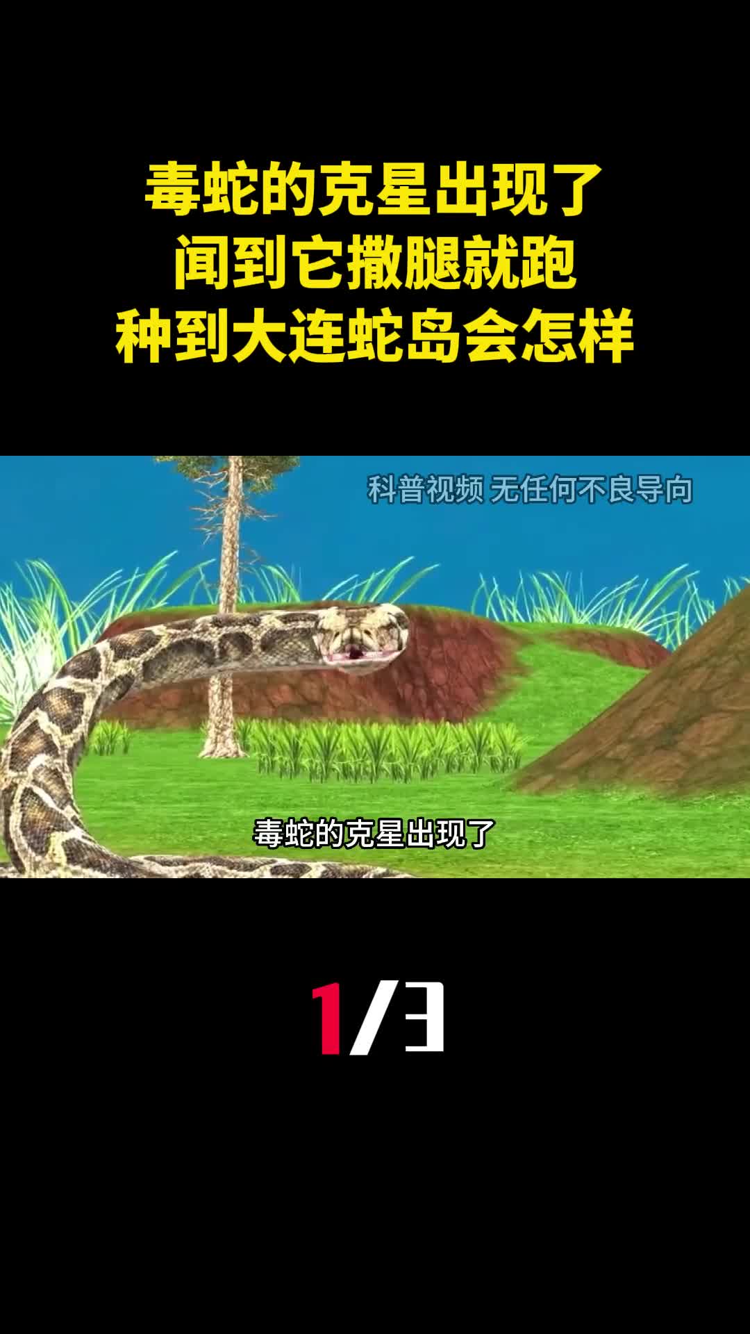 毒蛇的克星出现了闻到它撒腿就跑种到大连蛇岛会怎样1