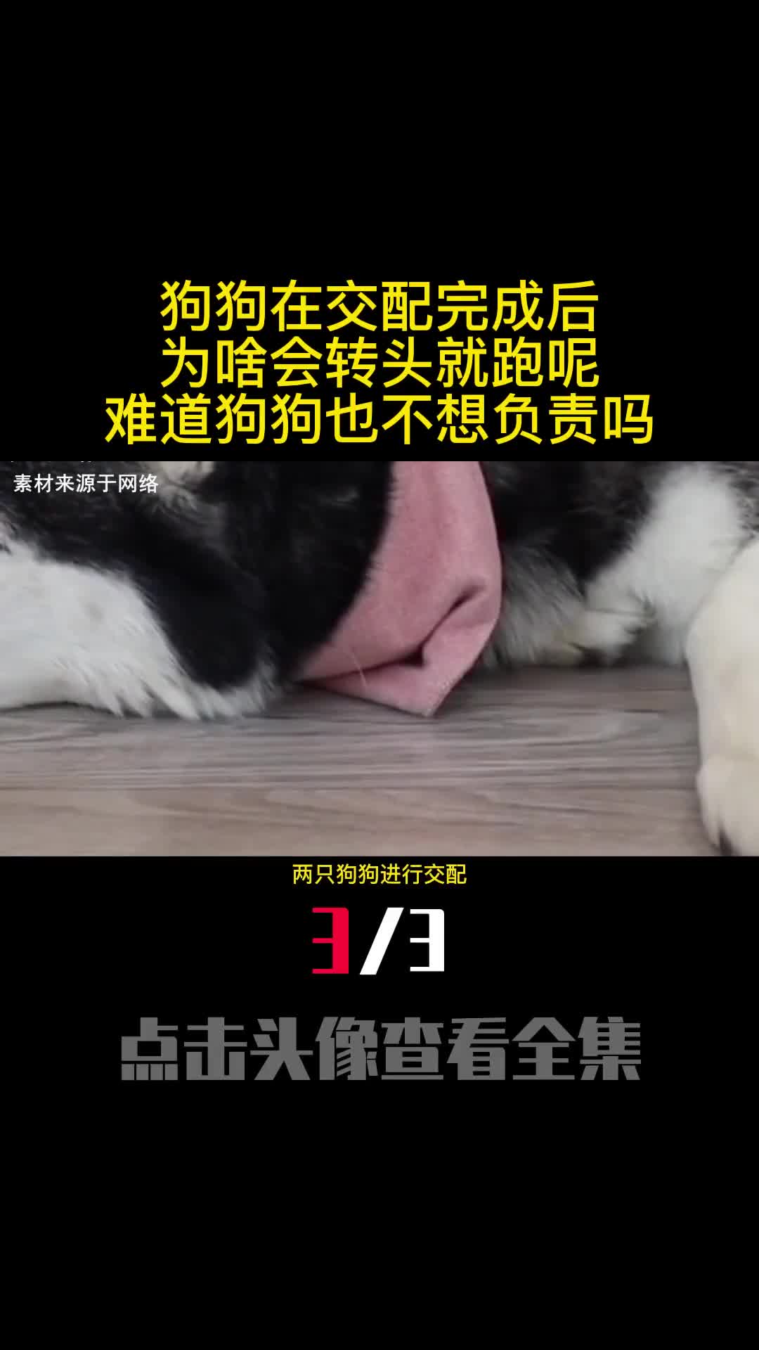 狗狗在交配完成后为啥会转头就跑呢难道狗狗也不想负责吗3