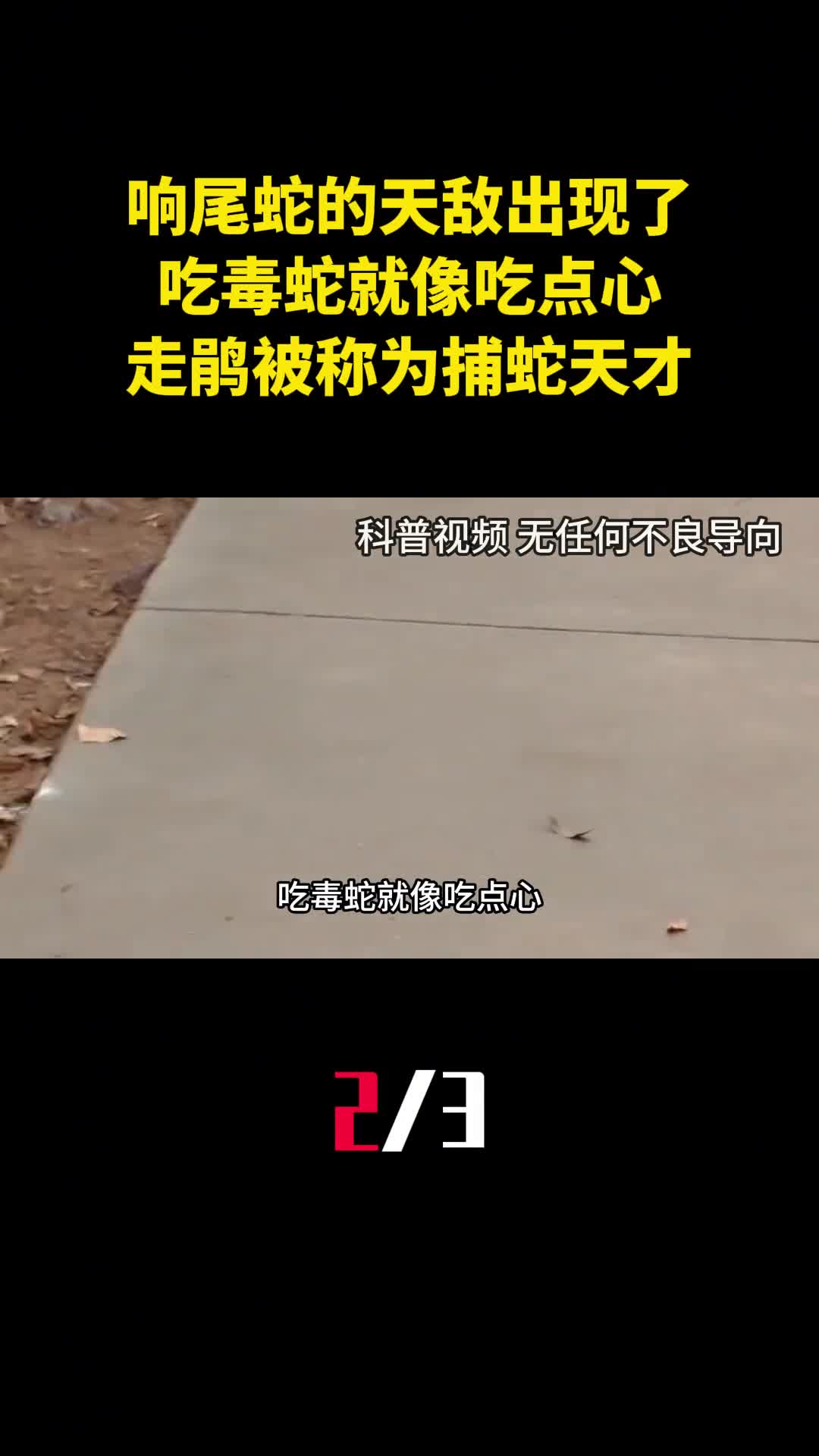 响尾蛇的天敌出现了吃毒蛇就像吃点心为何走鹃被称为捕蛇天才2